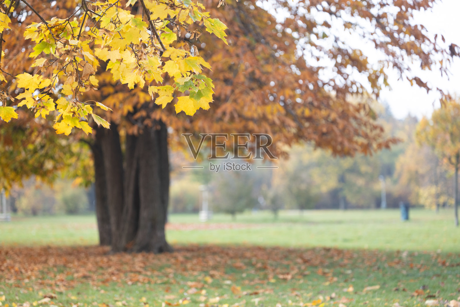 五彩斑斓的秋叶在黄色和橙色的色调中轻轻摇曳，挂在一棵大树的枝头，营造出宁静公园环境中的如画景象。照片摄影图片