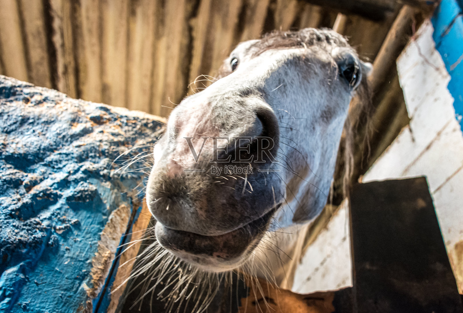 马照片摄影图片