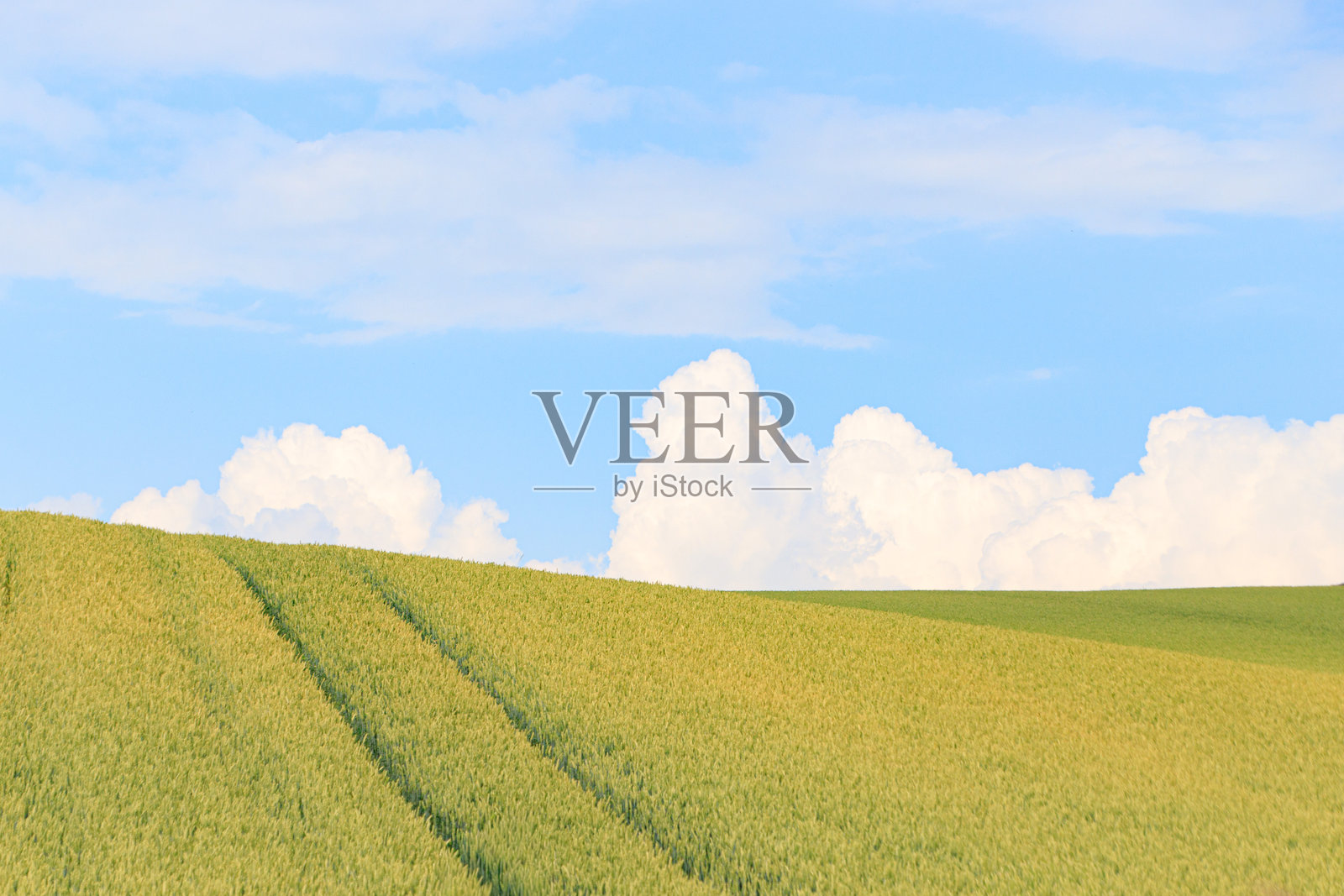 日本北海道美瑛的蓝天下金色田野照片摄影图片