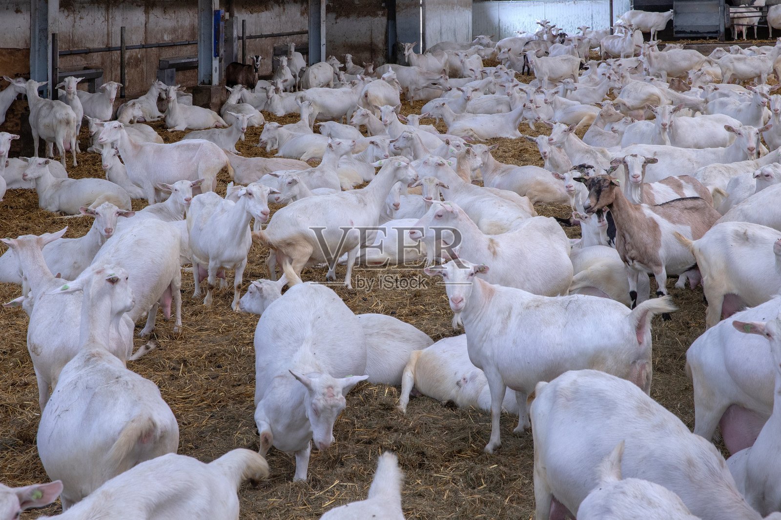 荷兰的山羊奶农场。照片摄影图片