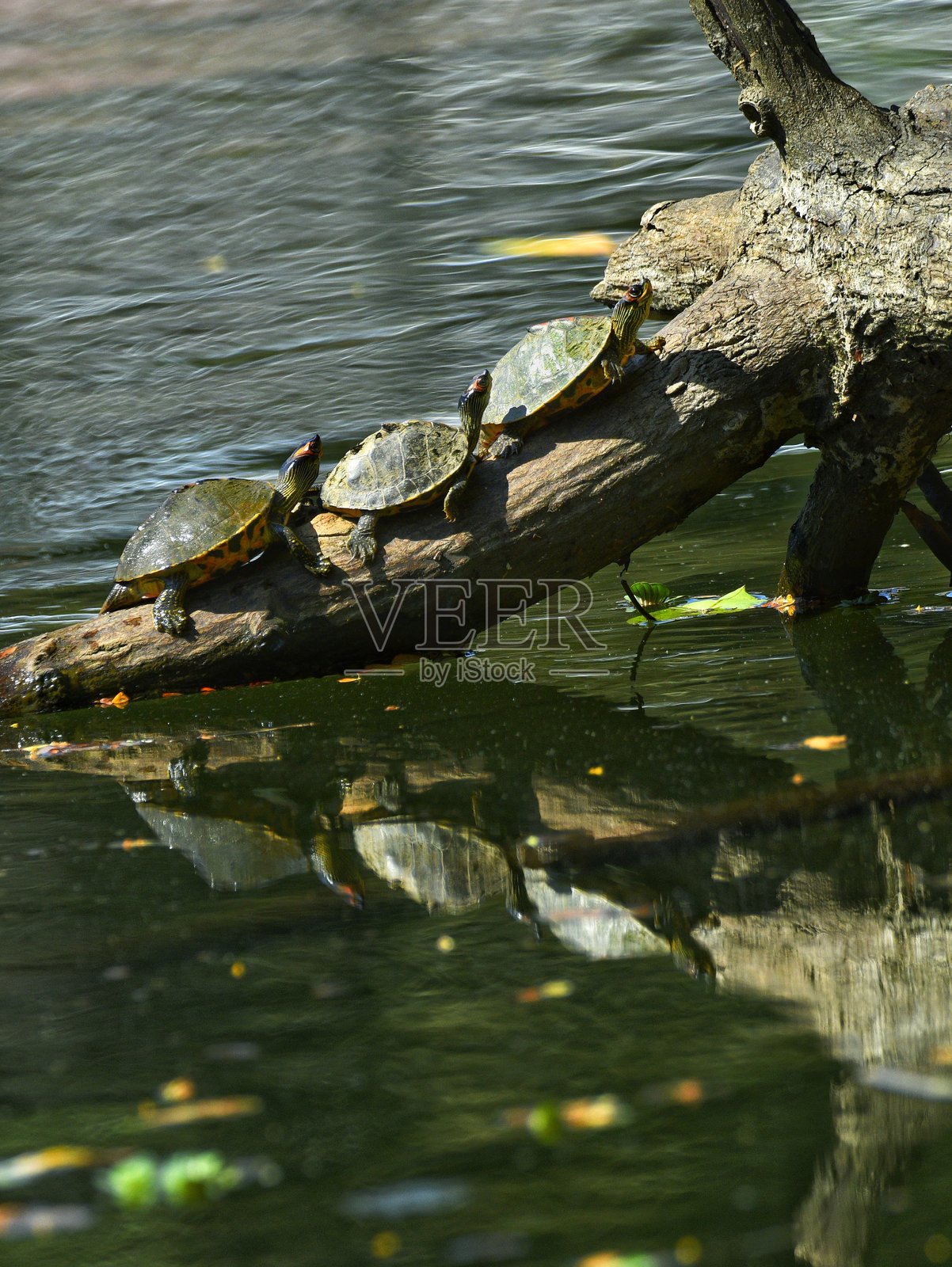 乌龟在水面上的树桩上晒太阳照片摄影图片