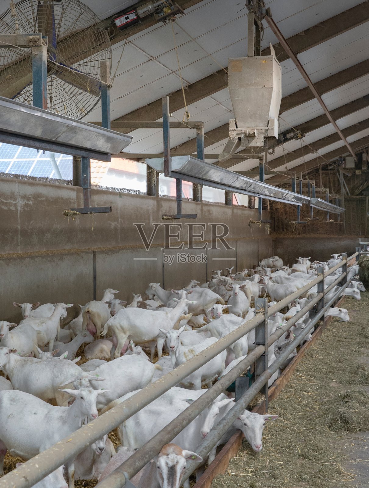 荷兰的山羊奶农场。照片摄影图片