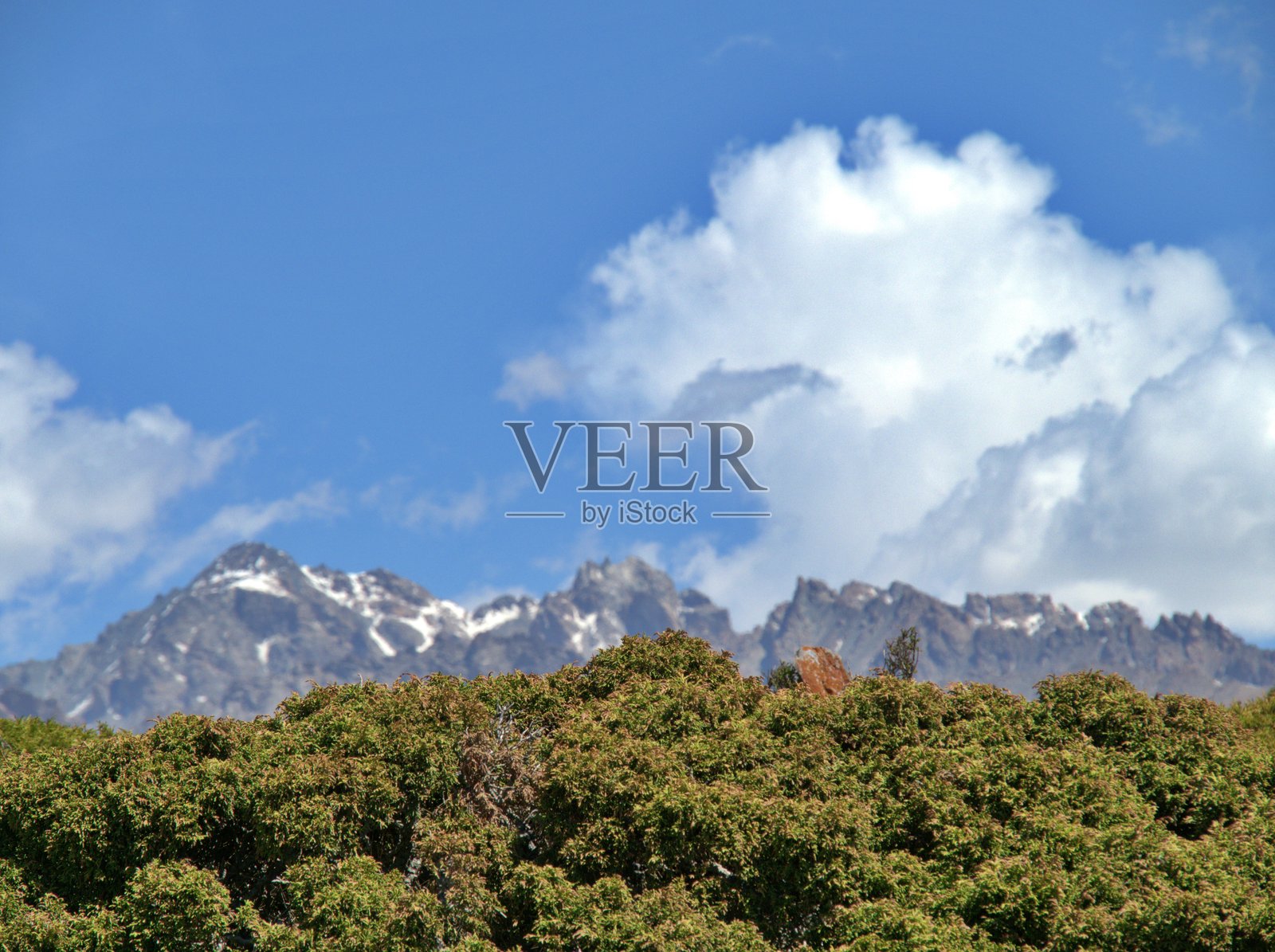 灌木层次照片摄影图片