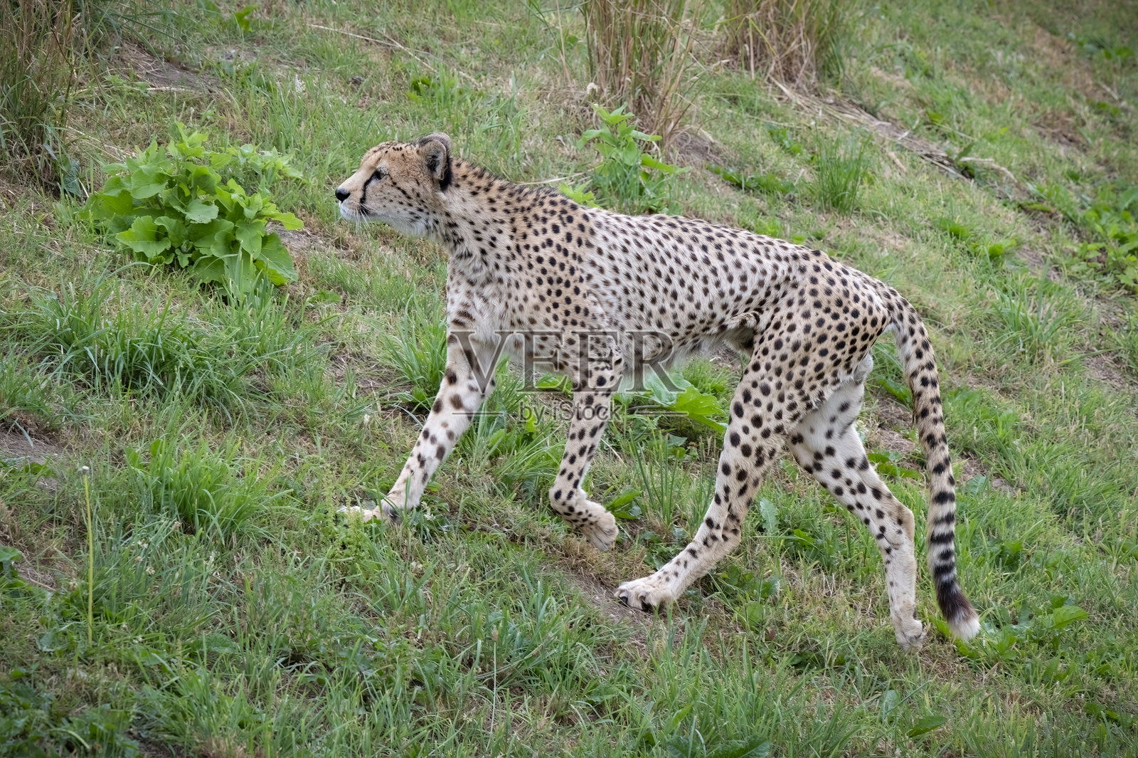 成年雄性猎豹在草地上行走照片摄影图片