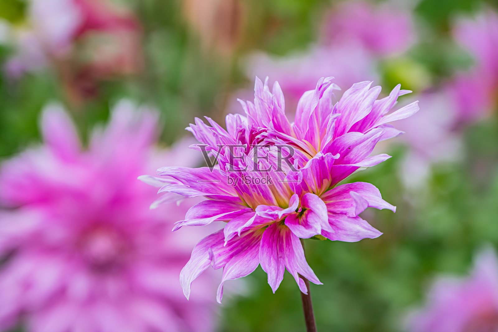 鲜艳粉色花朵的特写，背景模糊且色彩丰富，可能来自花园或草地。柔和自然的光线，没有文字。逼真的摄影风格，专注于细致的细节。照片摄影图片