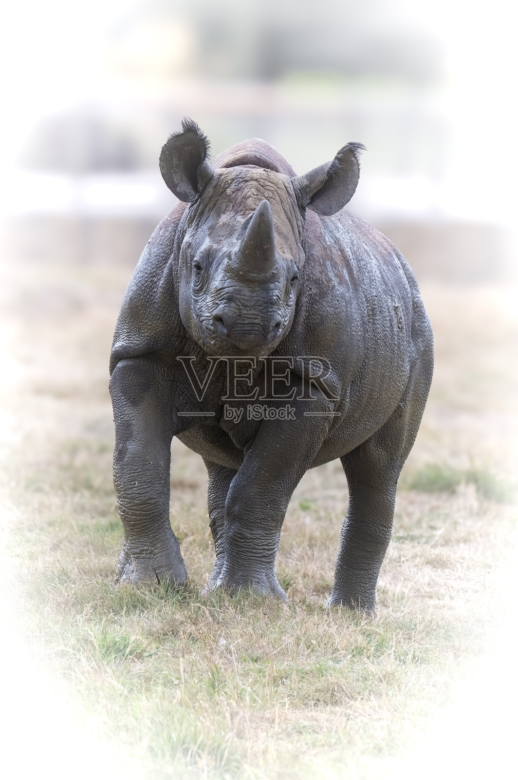 黑犀牛幼崽在田野中站立照片摄影图片