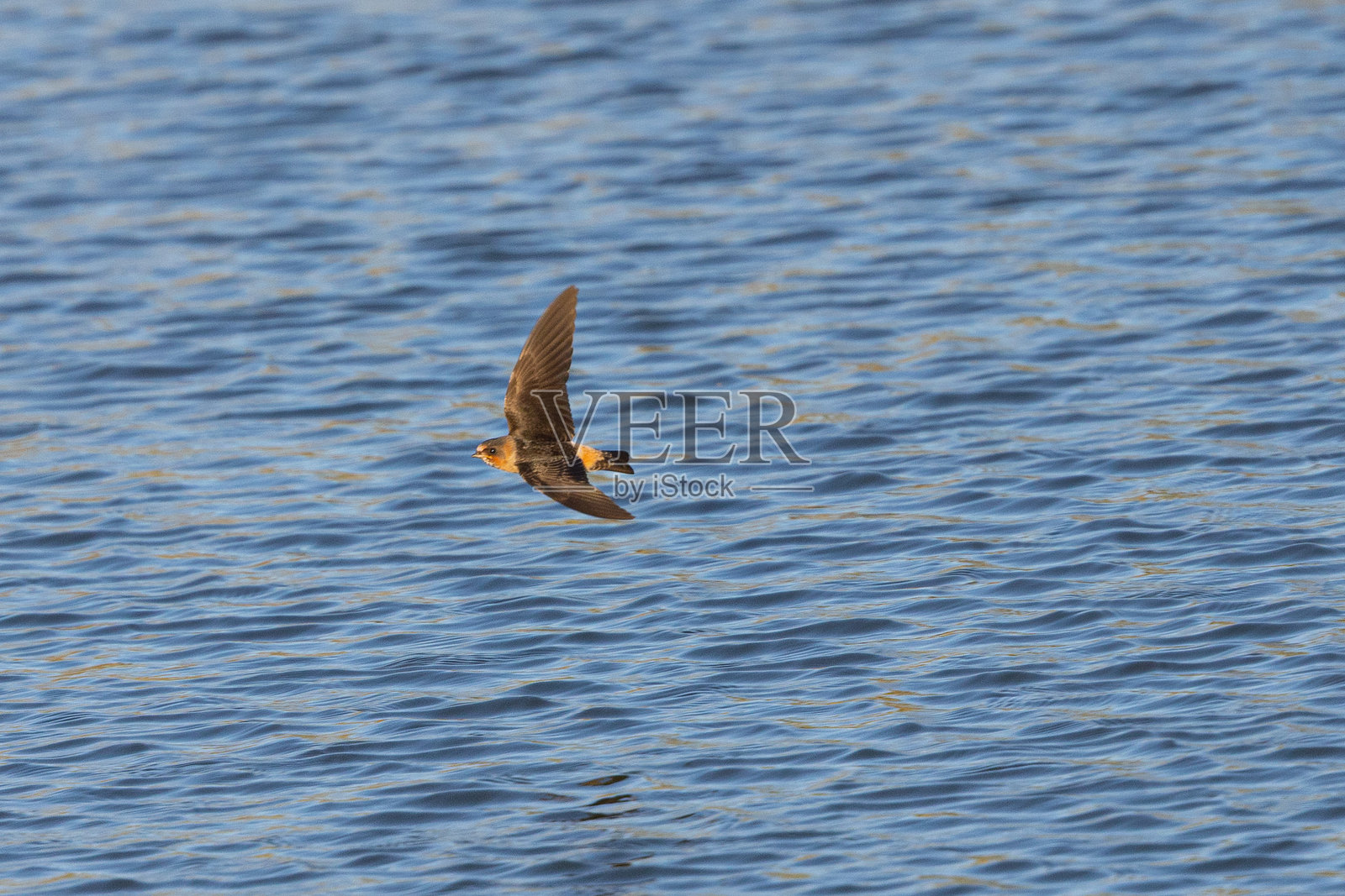 燕子在水面上飞翔照片摄影图片
