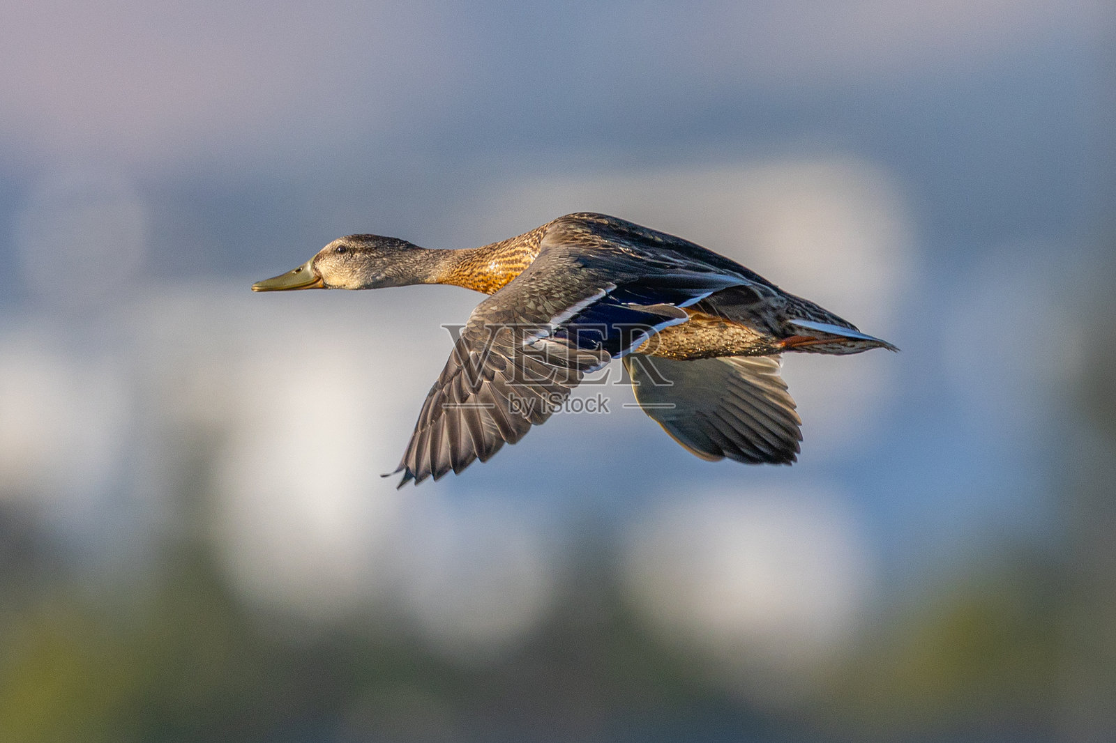 雄性野鸭在北加州的湿地上飞翔照片摄影图片