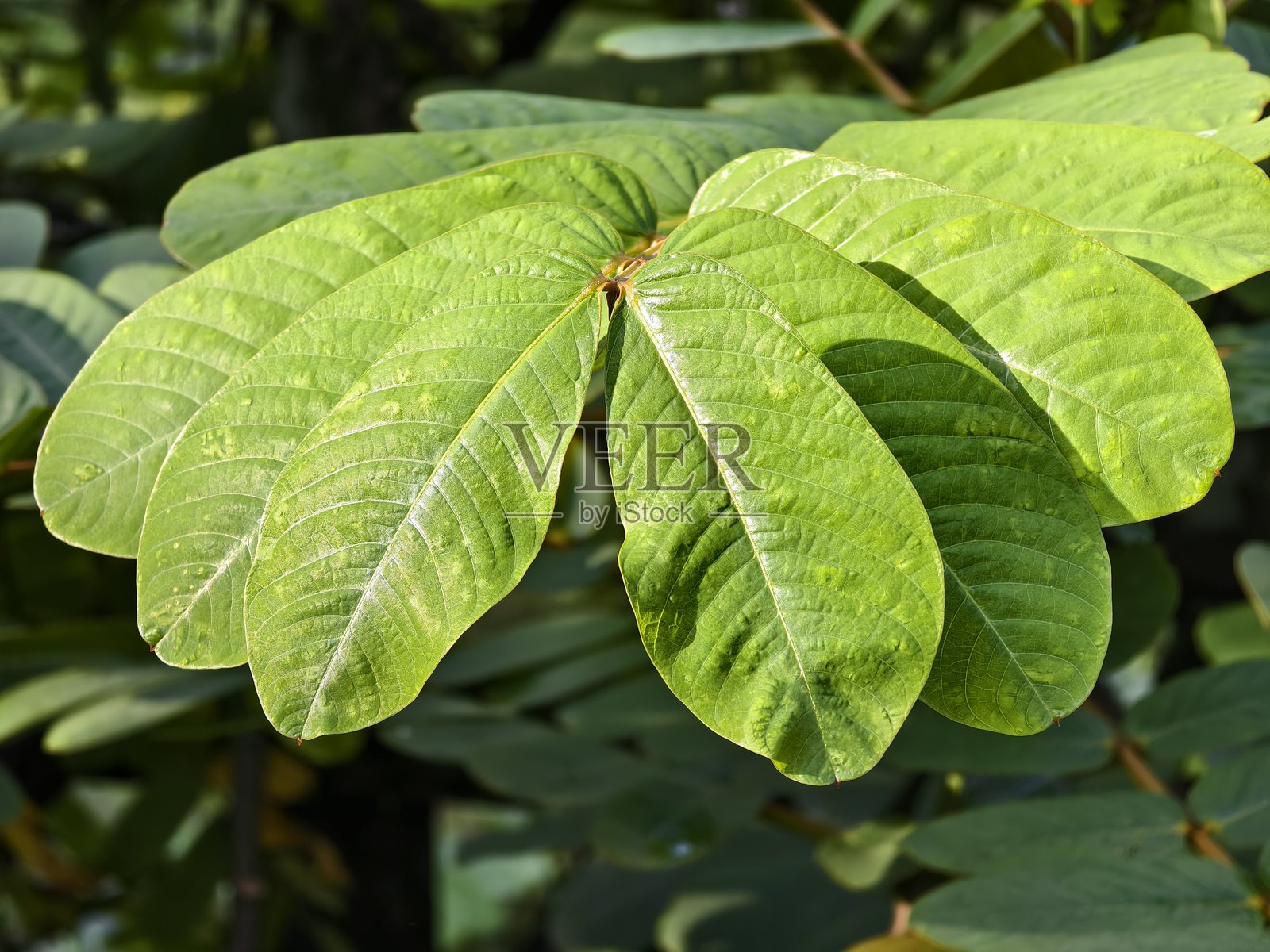 年轻的塞纳阿拉塔叶子特写照片摄影图片