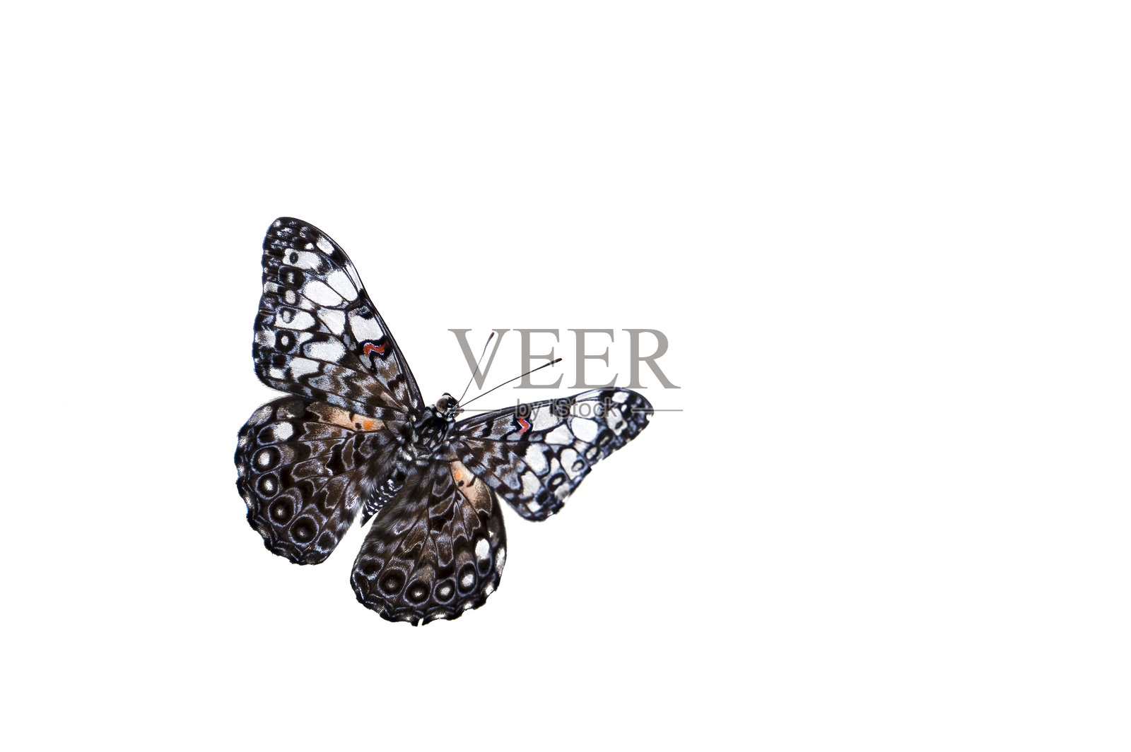 饼干蝴蝶翅膀图案的详细视图照片摄影图片