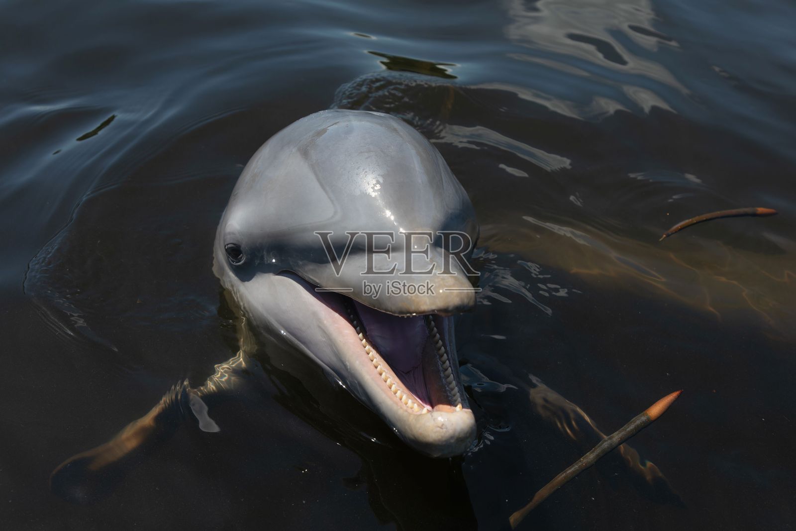顽皮的海豚在黑暗的水中照片摄影图片
