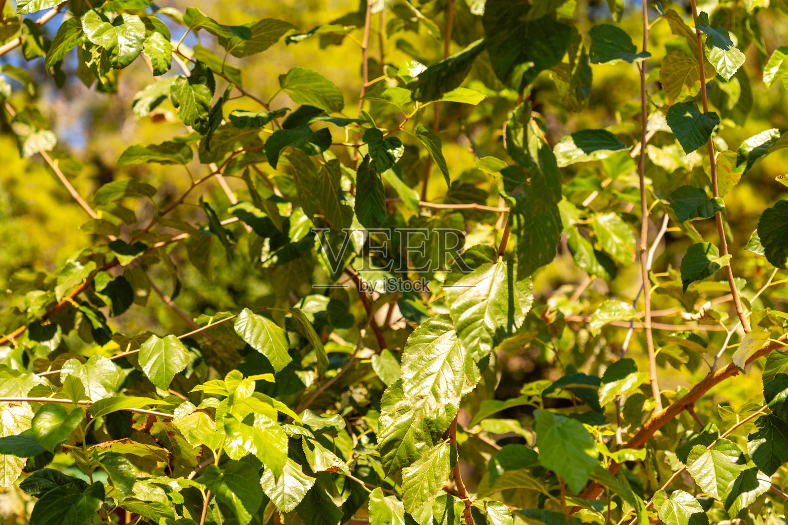 树枝和绿叶的特写视图照片摄影图片