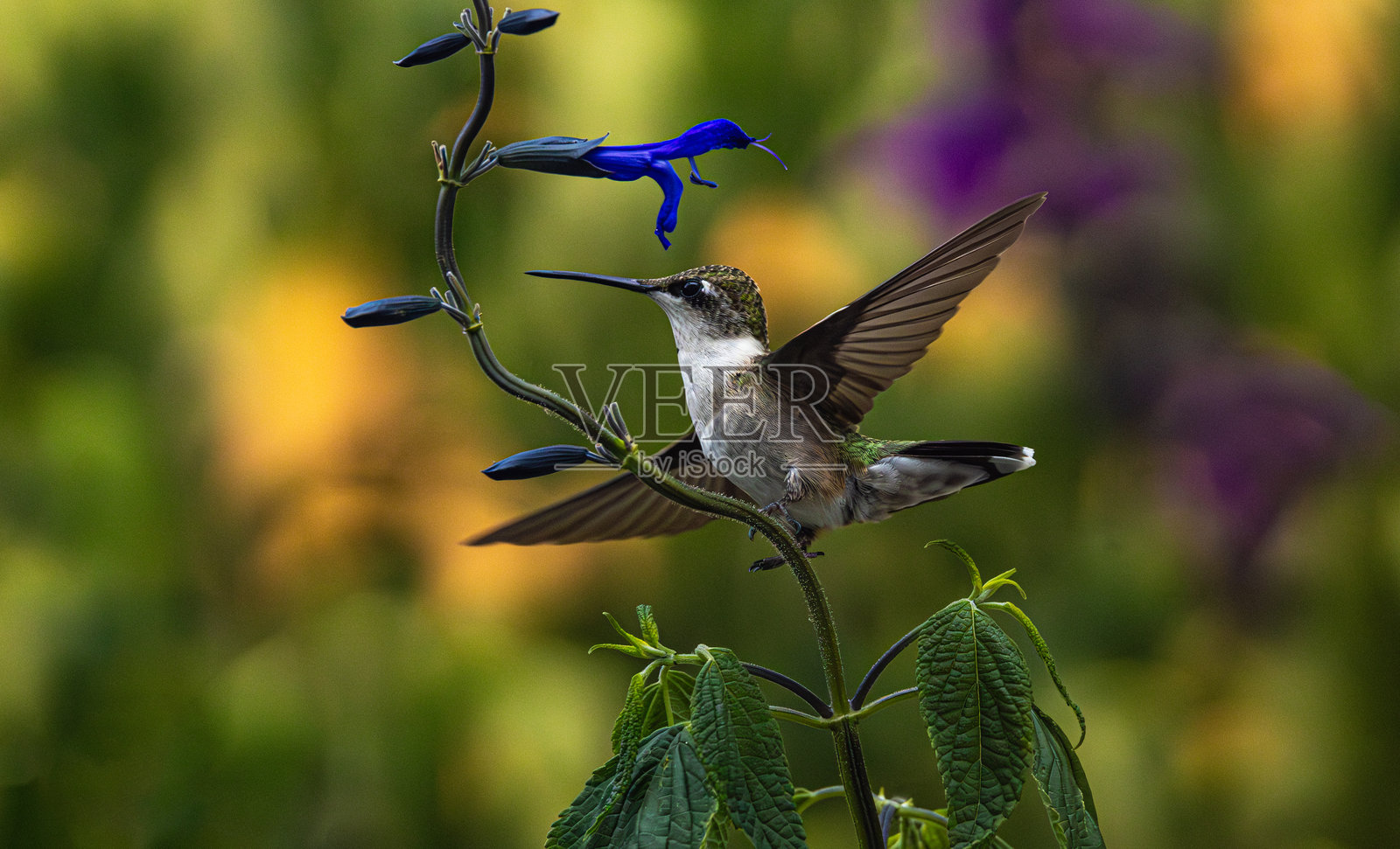 红喉蜂鸟与鼠尾草照片摄影图片