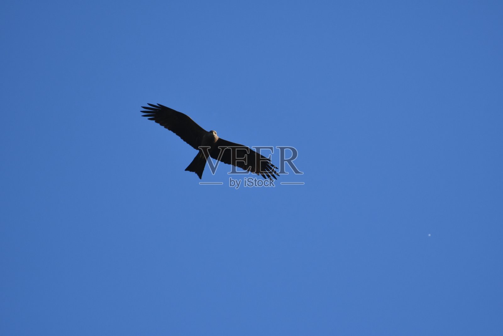 黑鸢照片摄影图片