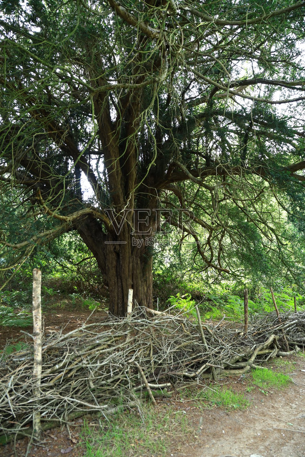 英格兰萨里深林乡村小路照片摄影图片