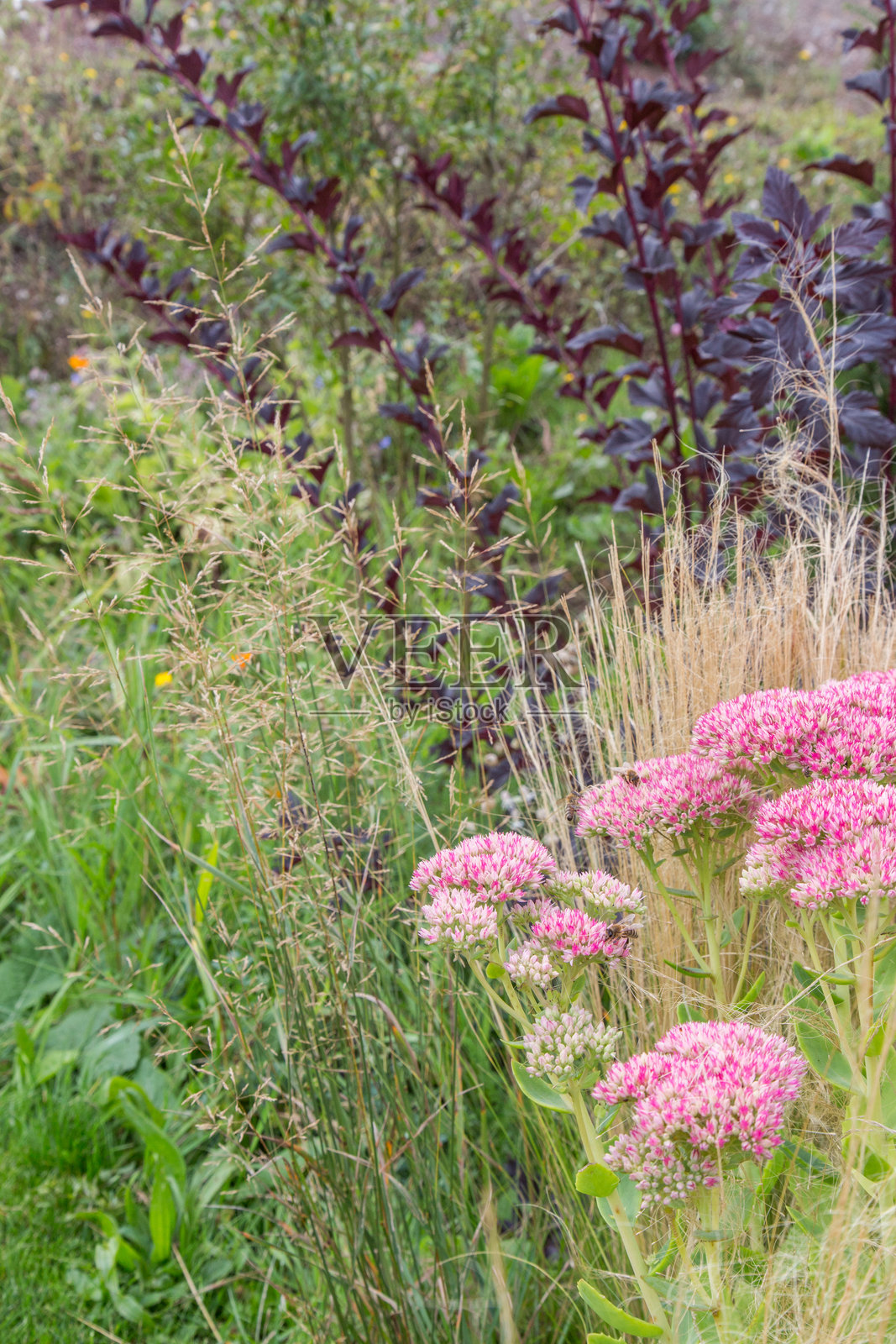 多肉植物花坛照片摄影图片