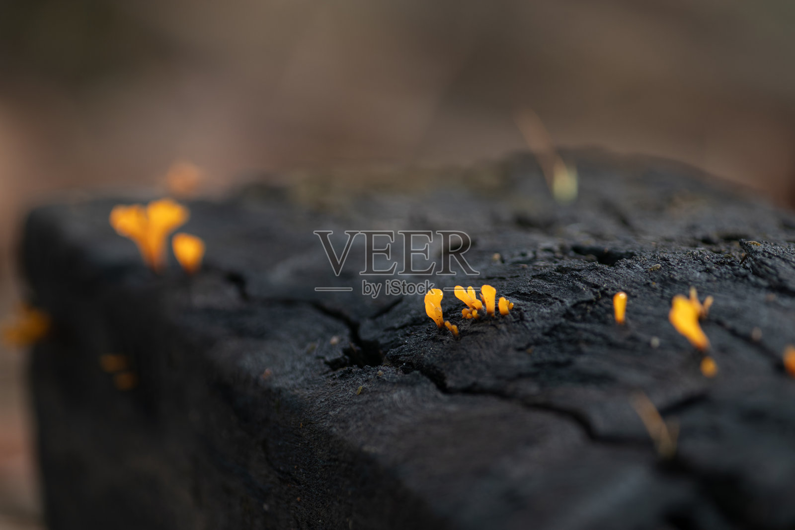 一幅强有力的概念宏观图，展示了生长在烧焦木头上的微小亮橙色真菌。照片摄影图片
