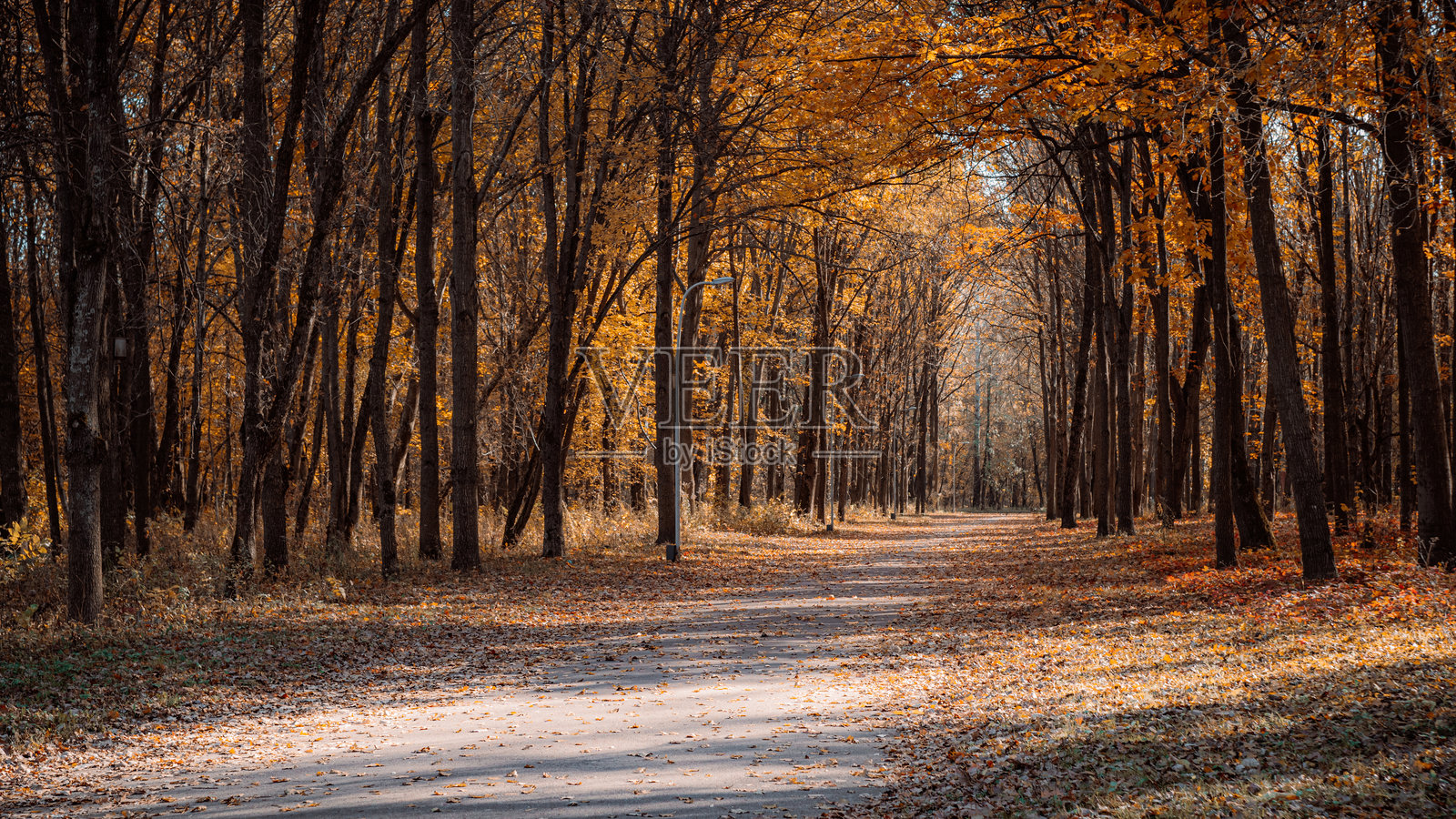 阳光照耀的秋季森林小径，铺满金色落叶照片摄影图片