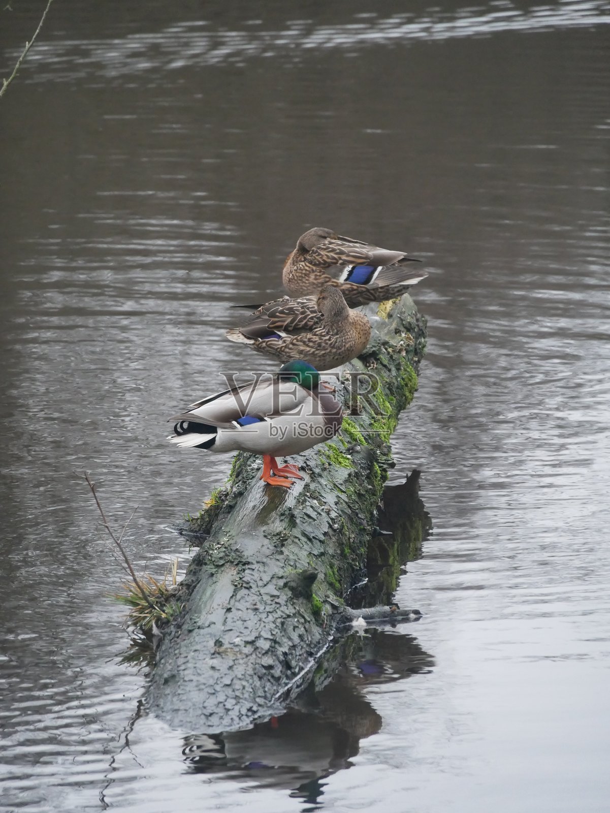 三只野鸭栖息在树干上照片摄影图片