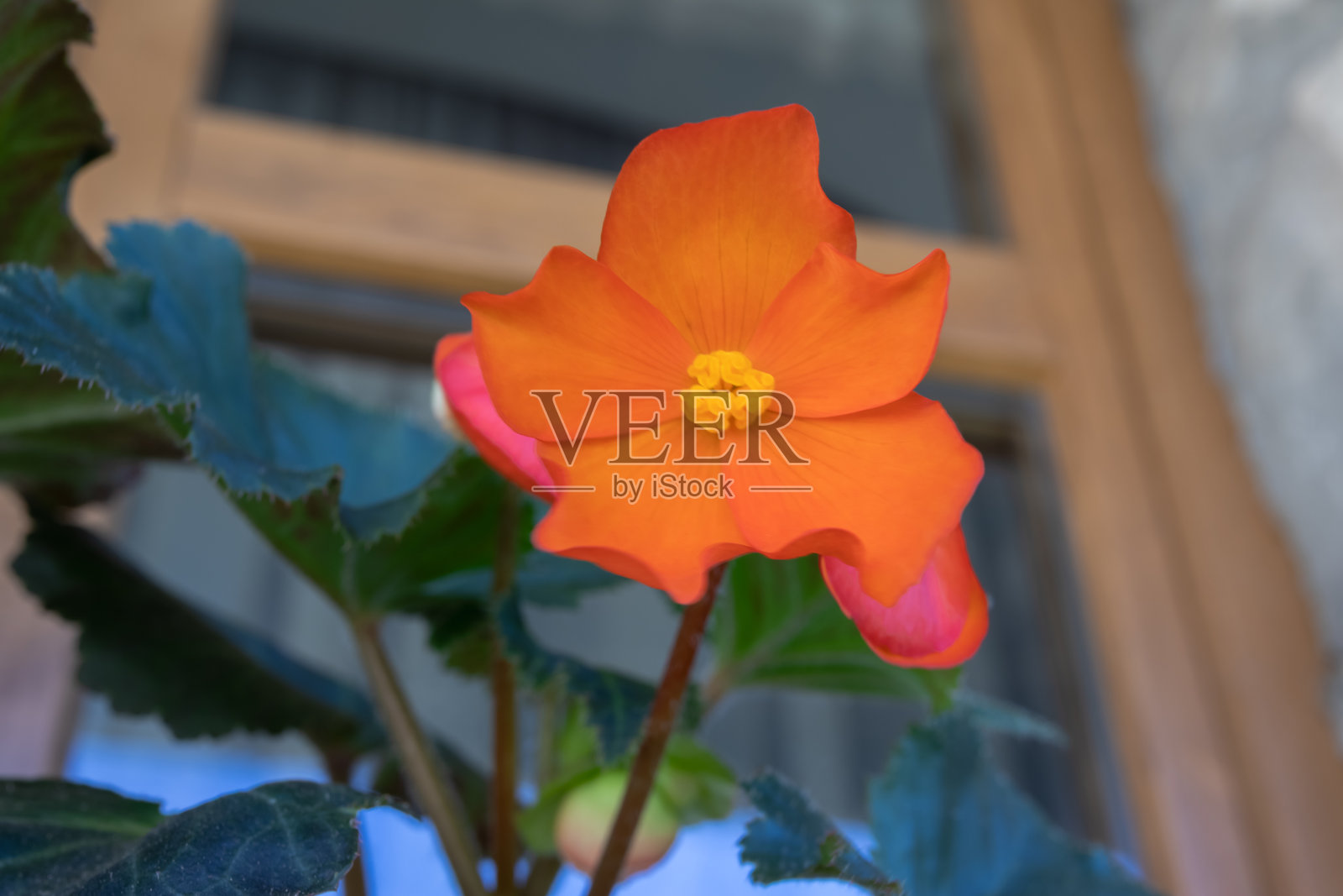 鲜艳的橙色秋海棠花盛开，展现出明亮的花瓣和黄色的花心照片摄影图片