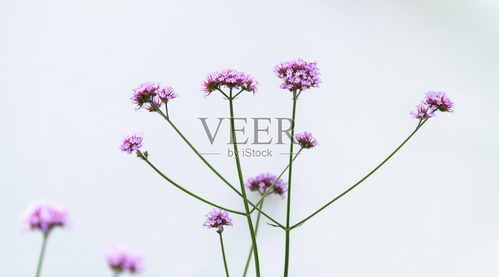 白色背景上的紫色马鞭草花照片摄影图片