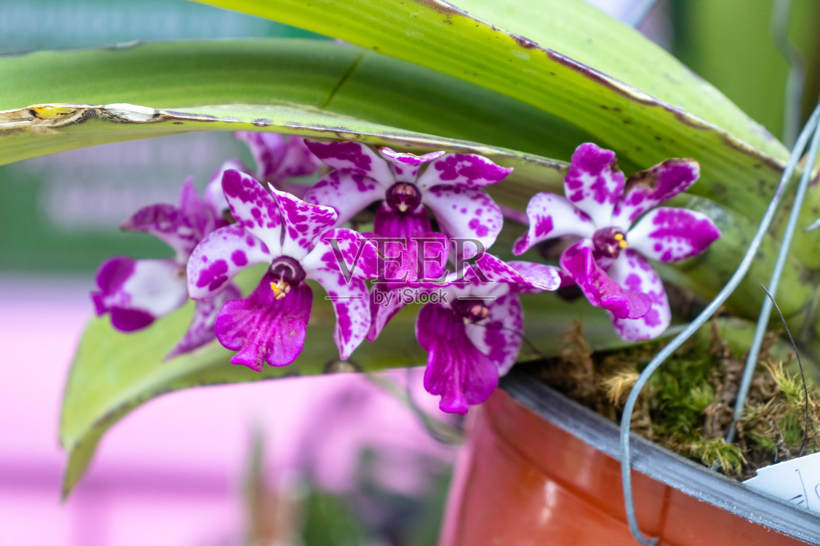 西 藏 的鲜艳蝴蝶兰照片摄影图片