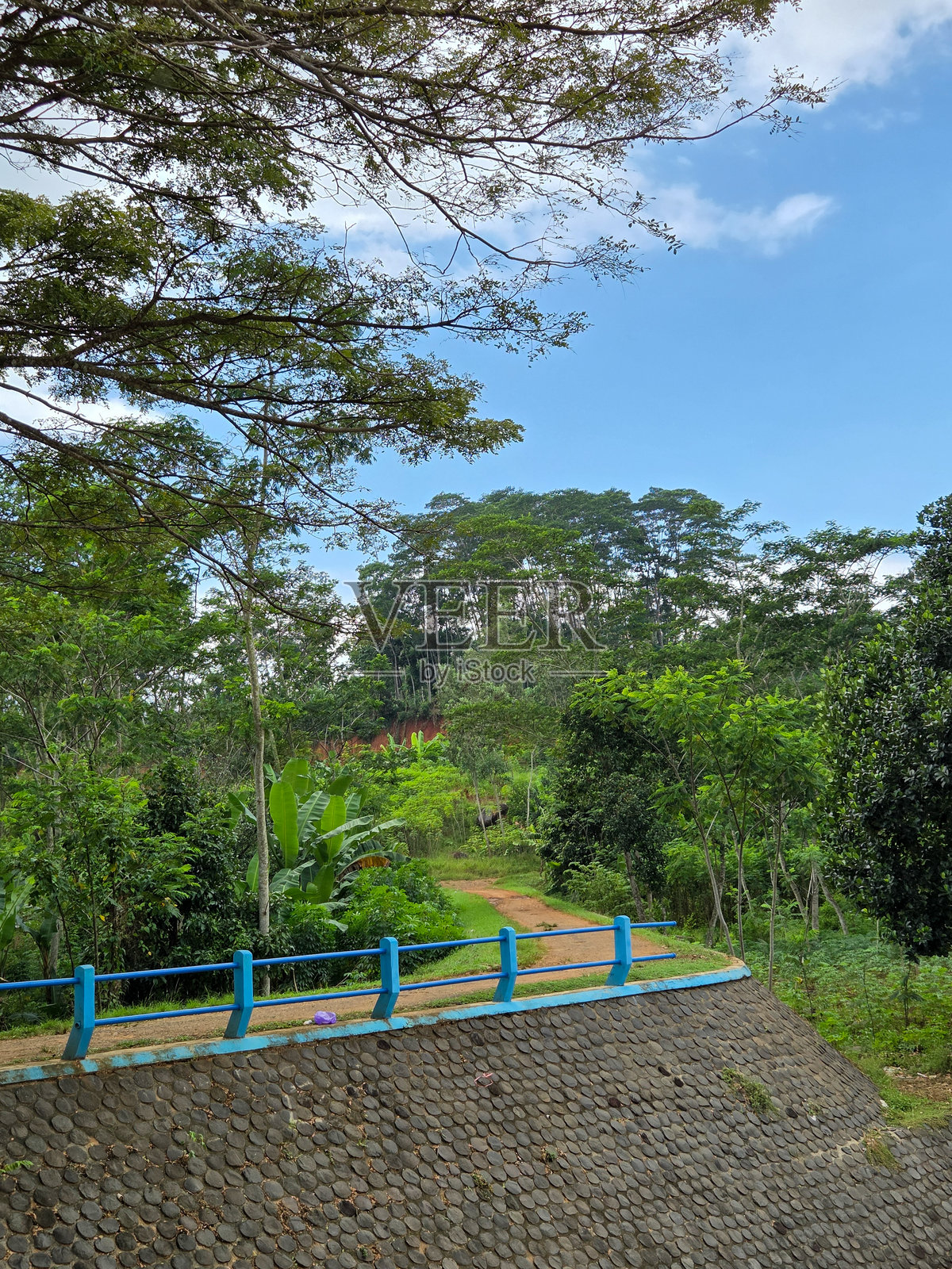 郁郁葱葱的森林中有一条步道，蓝色的扶手和树木在明亮的天空下。照片摄影图片
