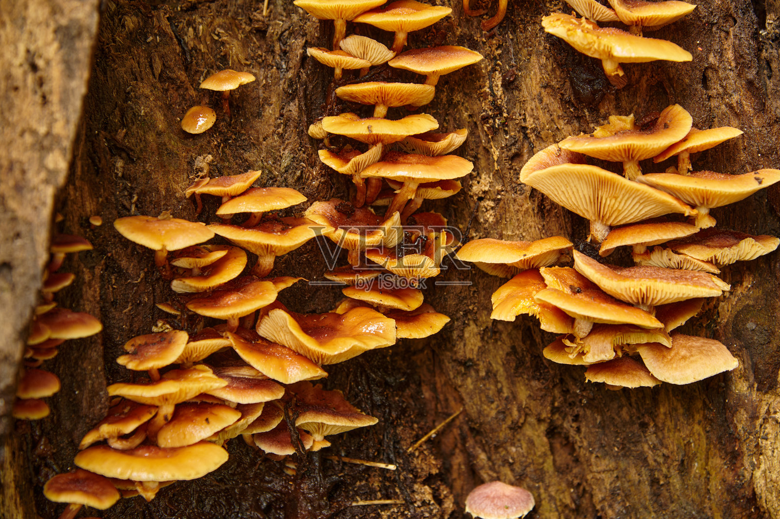 森林栖息地中树干上生长的真菌照片摄影图片