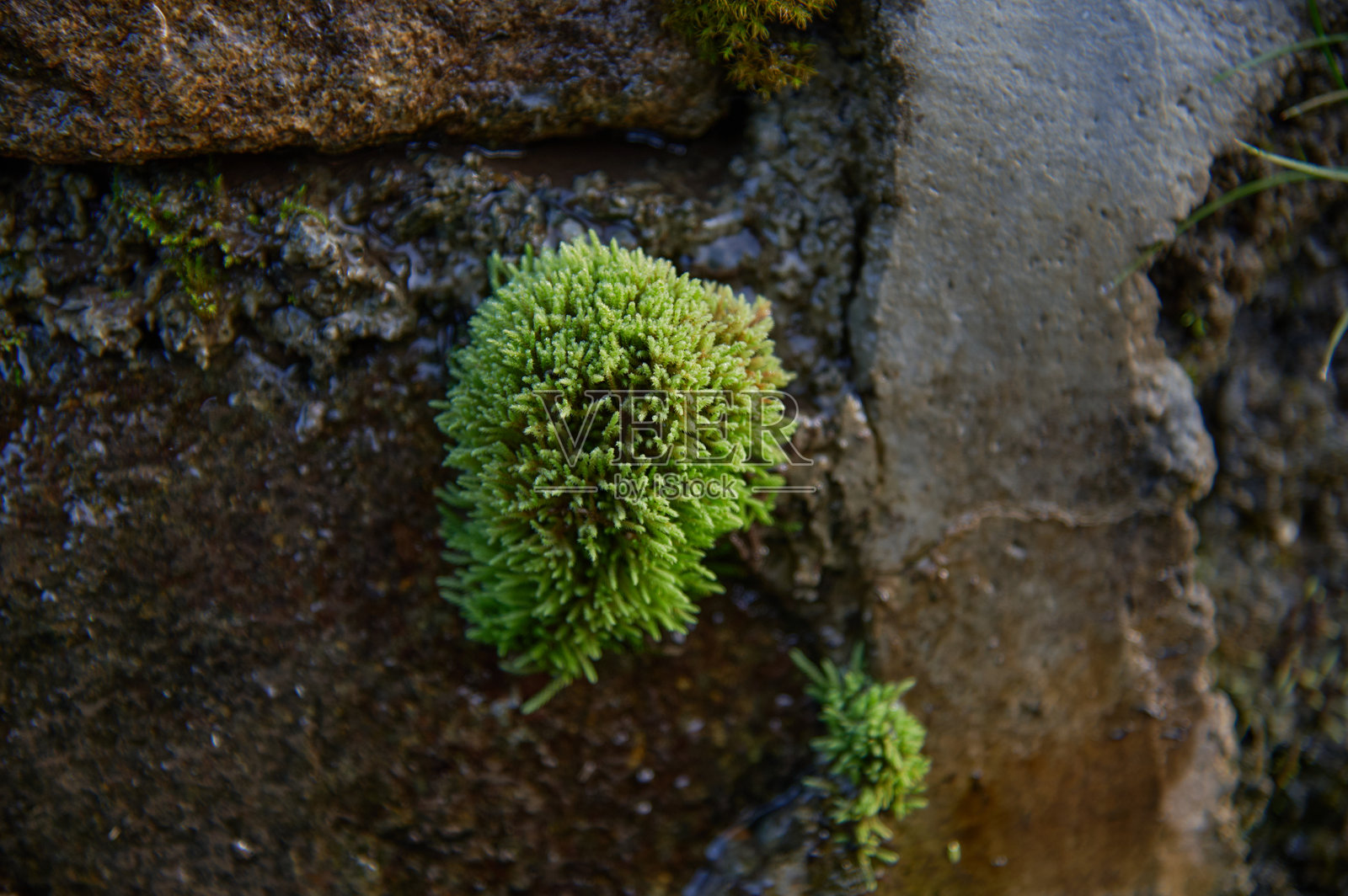 湿润的岩石和石墙上长满绿色苔藓照片摄影图片