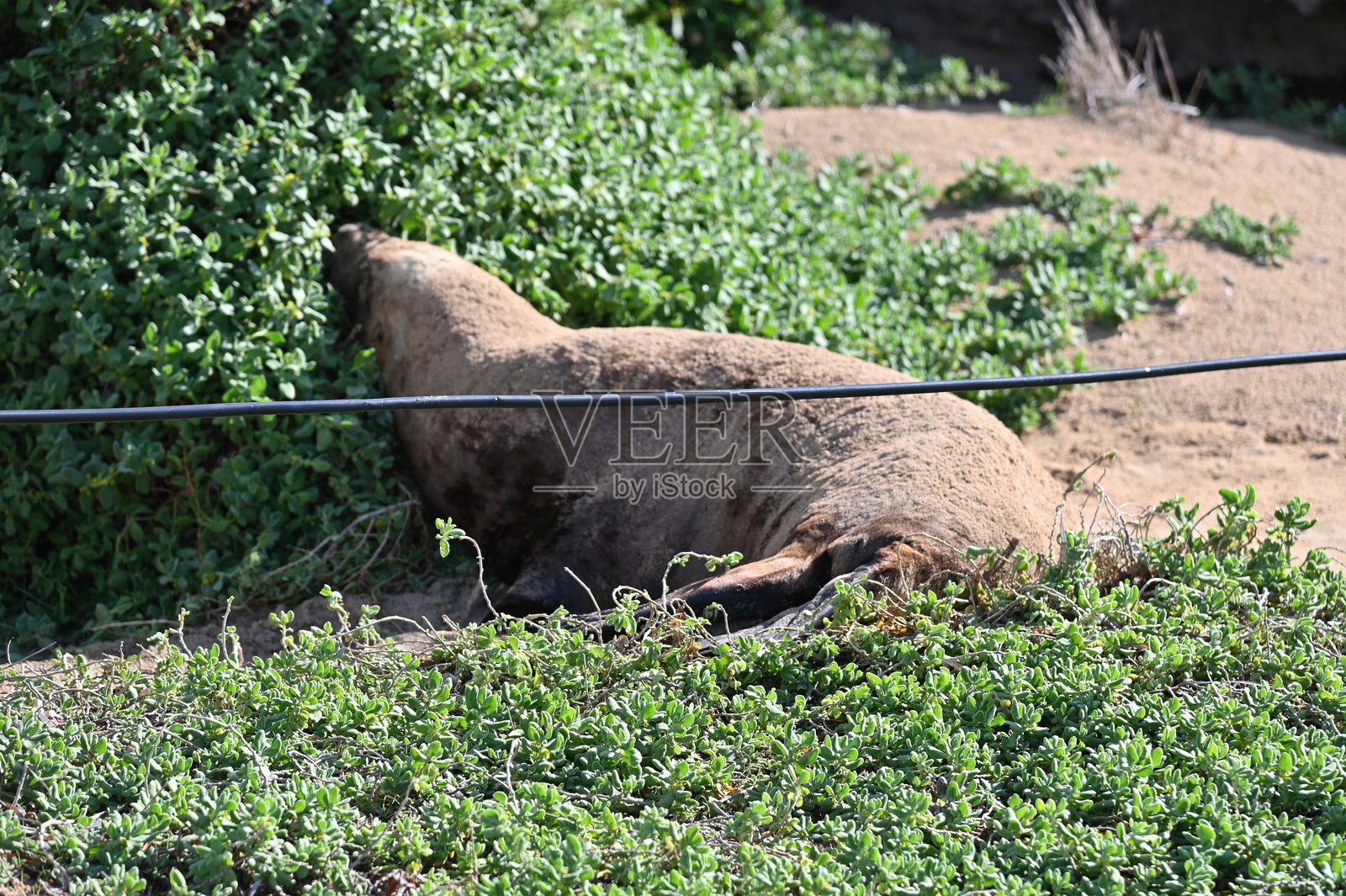 西澳大利亚的罗特尼斯岛照片摄影图片