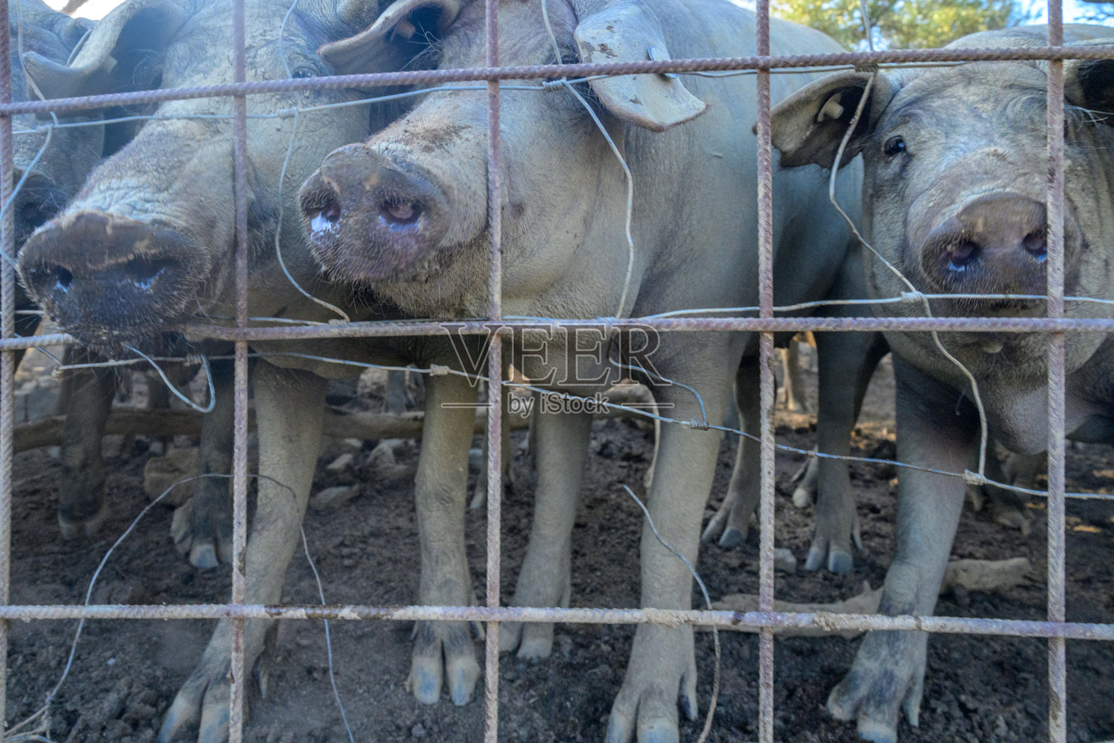 在埃斯特雷马杜拉的乡村德赫萨农场，伊比利亚猪在铁丝围栏后面。照片摄影图片