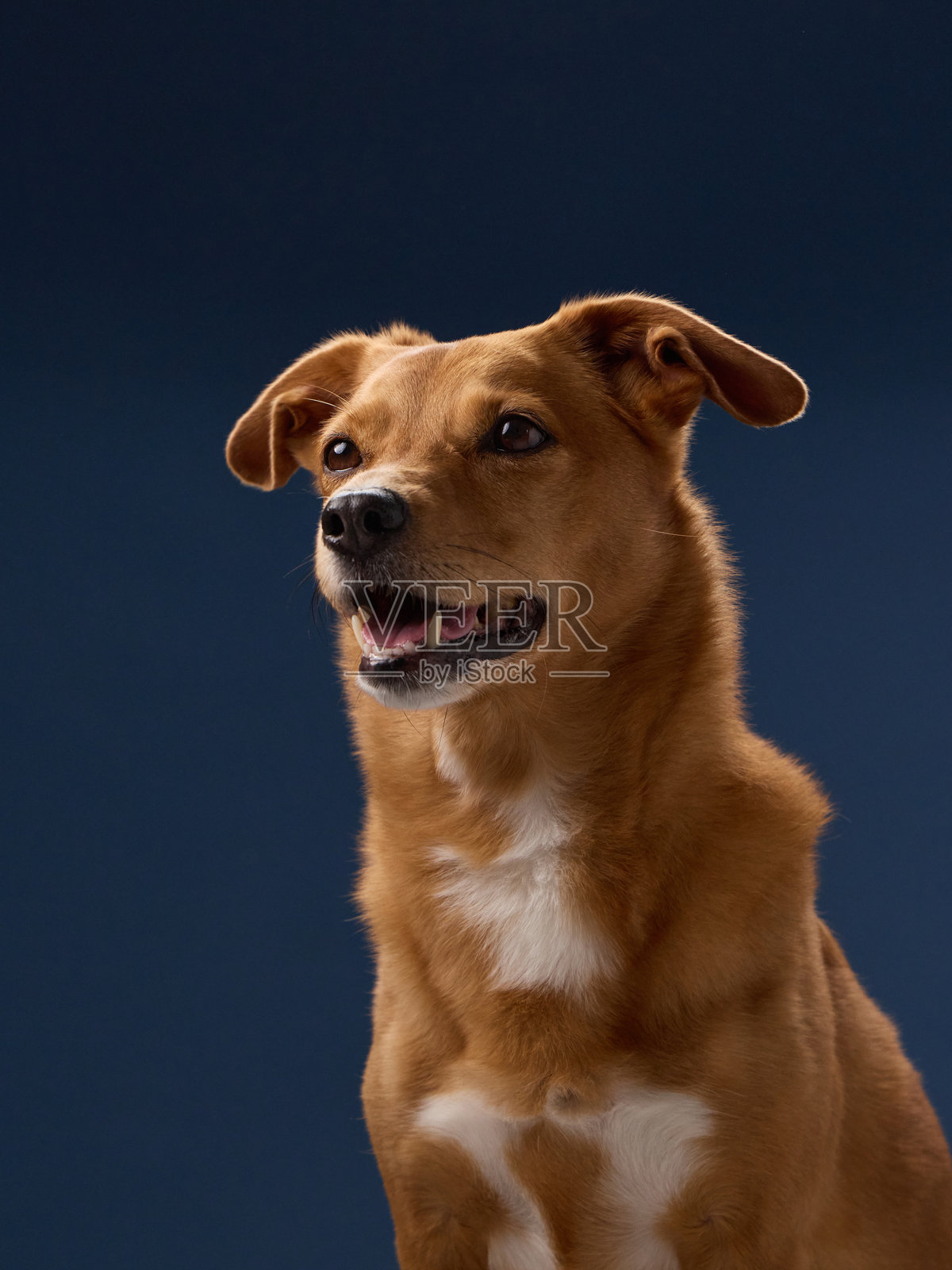 棕色狗狗视频画面，抬头望向上方照片摄影图片