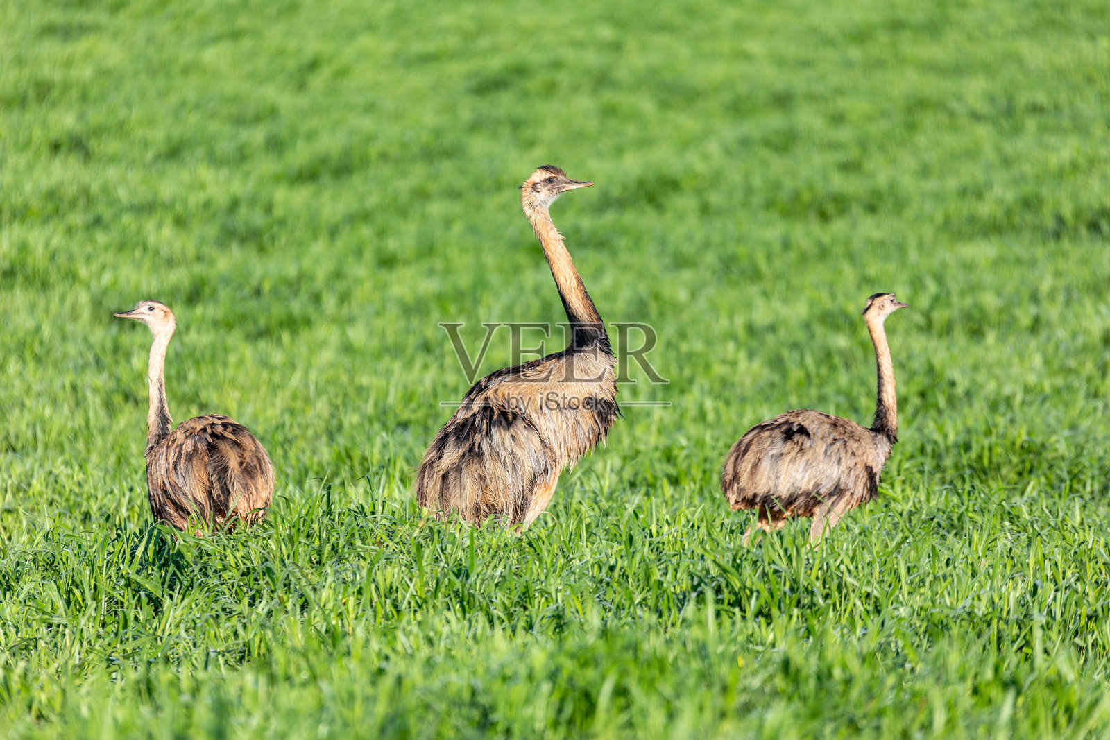 大鸨（Rhea americana），巴西南潘塔纳尔的博尼托，马托格罗索州。巴西野生动物和观鸟活动。照片摄影图片