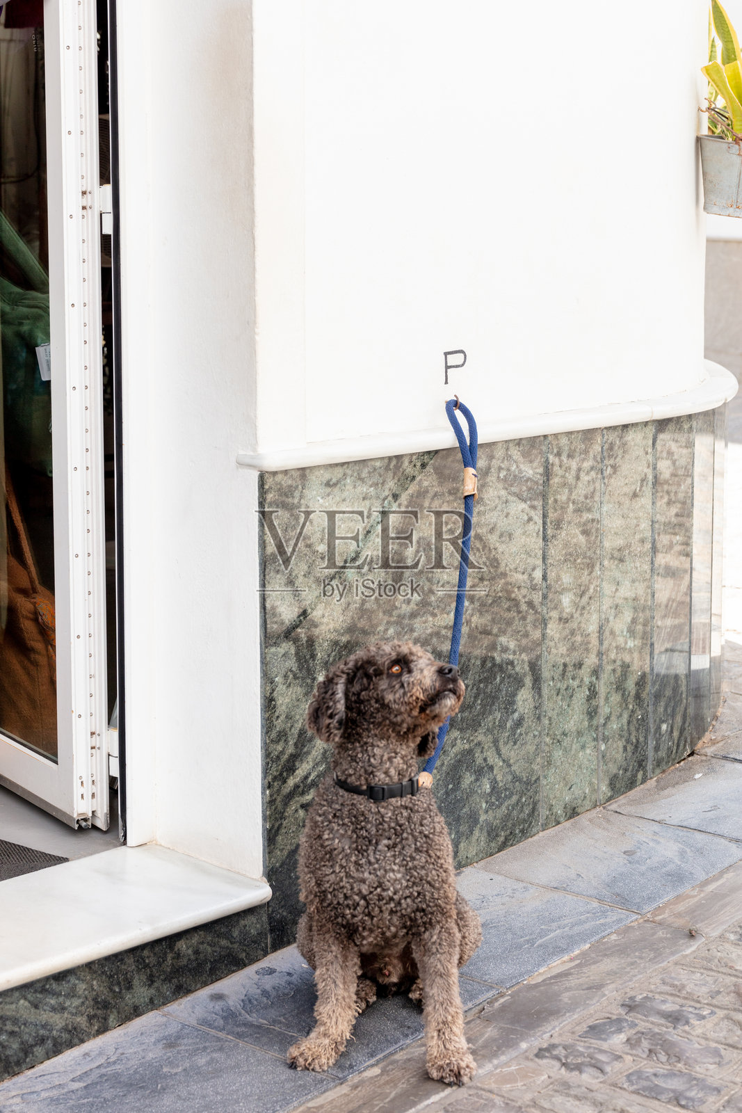 2025年9月在西班牙塔里法的小狗照片摄影图片