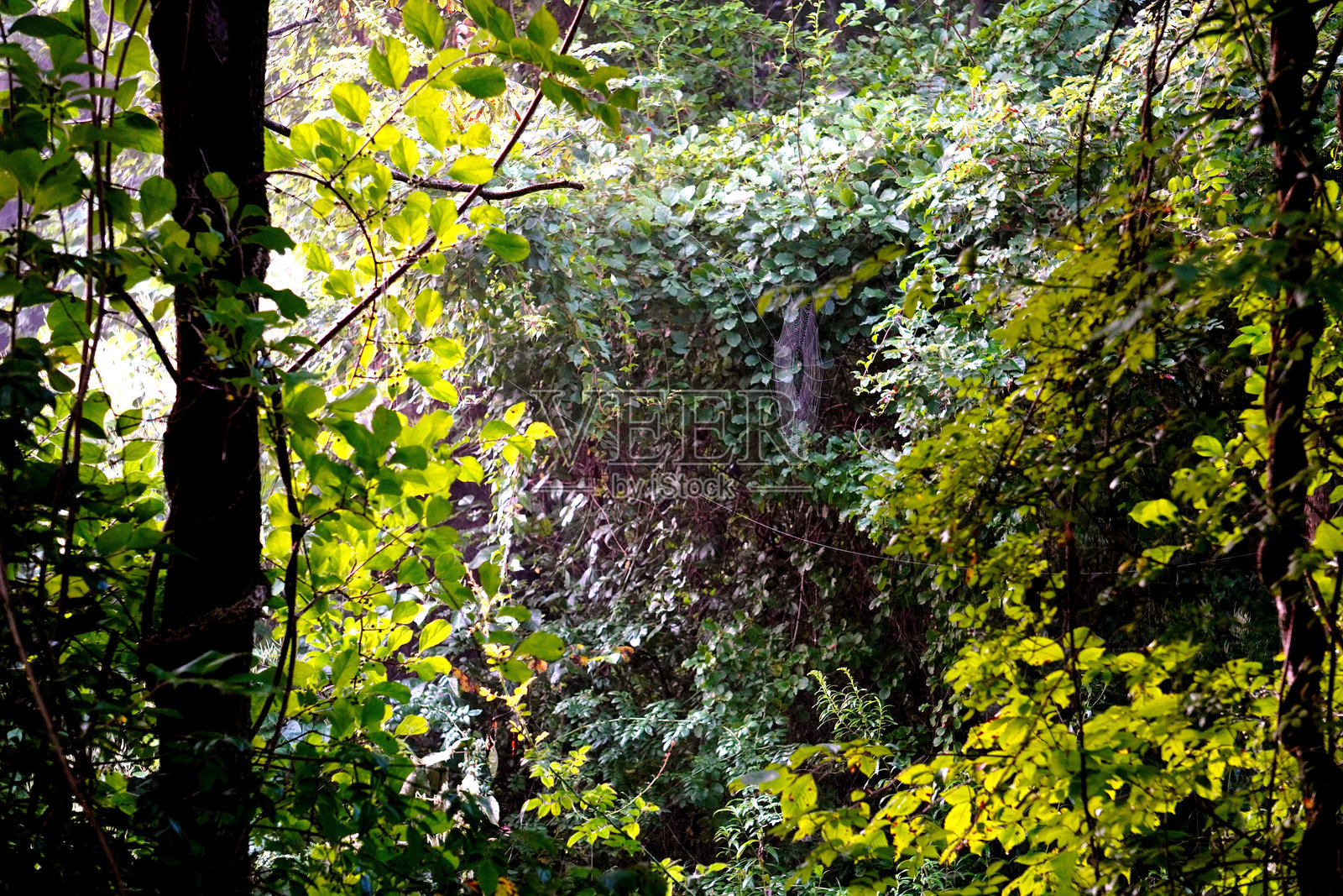 隐藏在森林中的蜘蛛网照片摄影图片