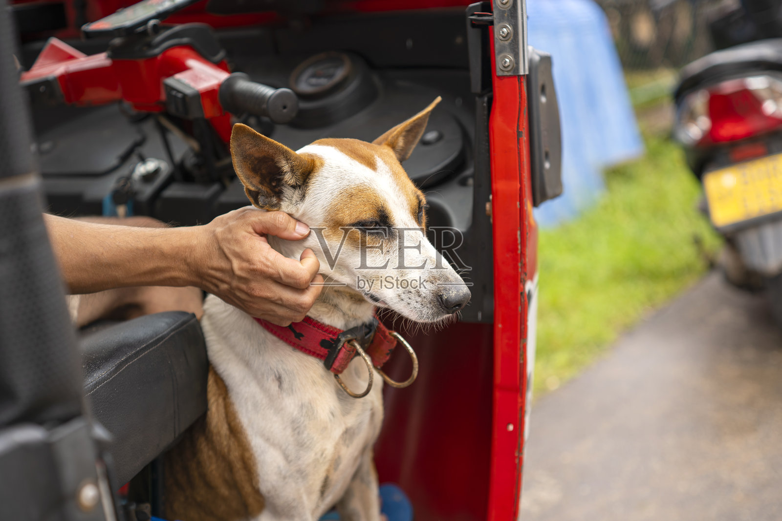 狗安静地坐在红色的嘟嘟车里，享受着人手轻柔的抚摸。照片摄影图片