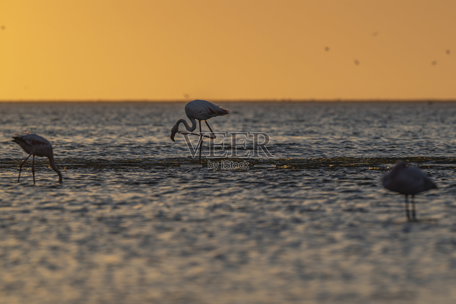 大火烈鸟在日落时梳理羽毛照片摄影图片