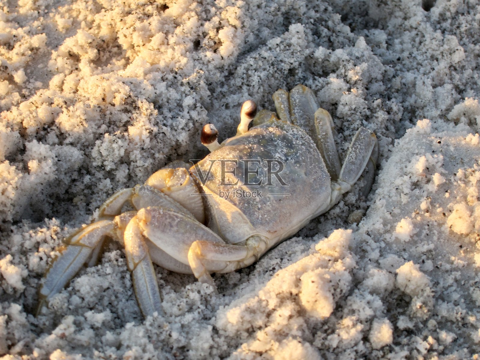 脾气坏的照片摄影图片