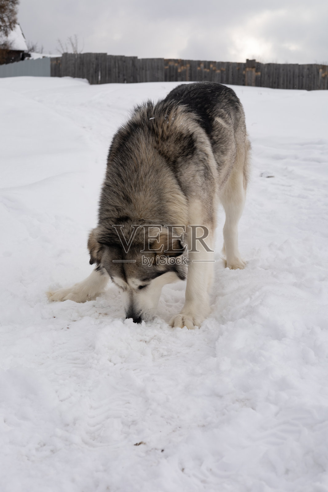 马拉穆特犬有着厚实温暖的毛发，在寒冷的冬天白雪上感觉温暖舒适。狗可以是雪橇犬、守卫犬，也可以是心爱的好朋友。照片摄影图片