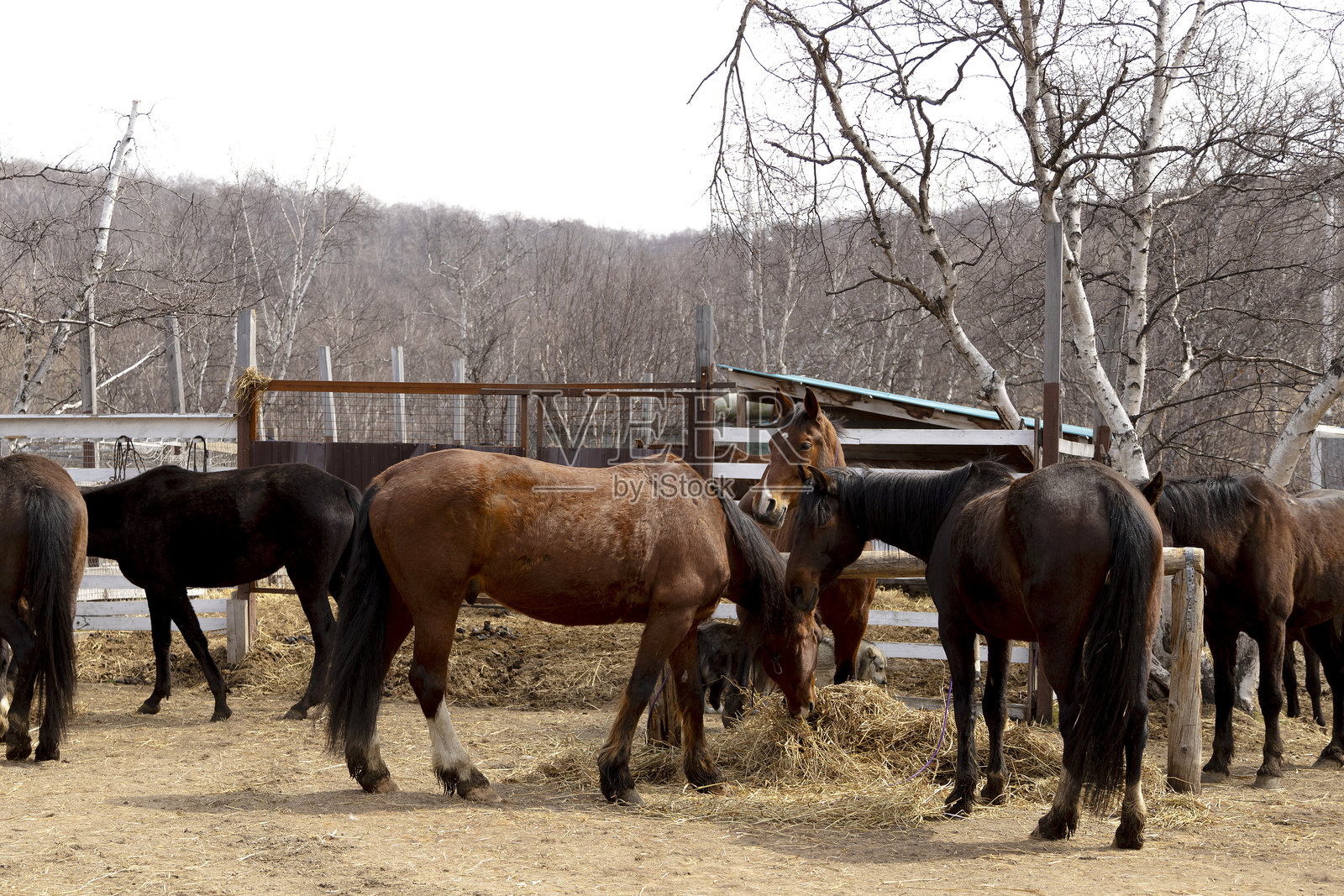 彼得罗巴甫洛夫斯克-堪察加附近的农场里的马照片摄影图片