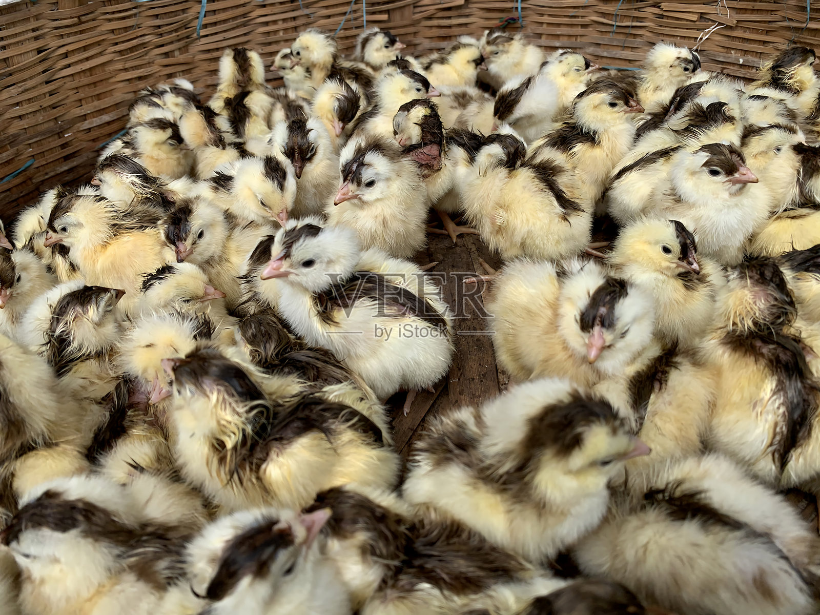 一篮新孵化的小鸡照片摄影图片