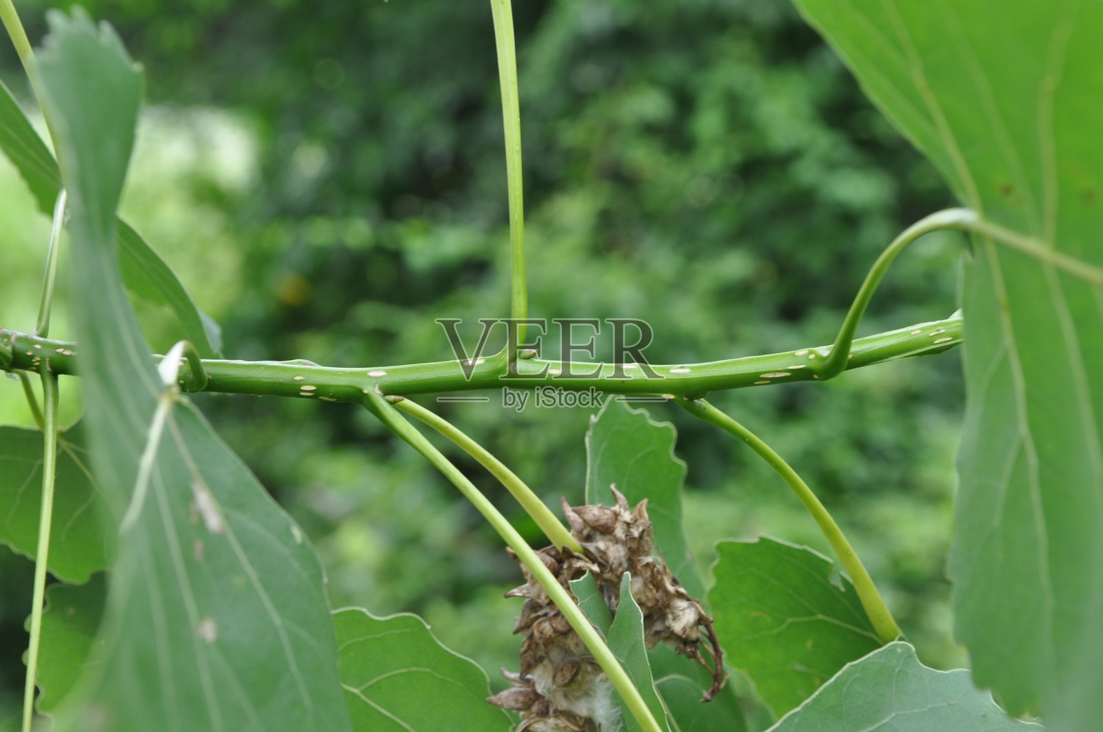 加拿大白杨（欧亚白杨），高大快速生长的落叶杨树，幼叶呈红色，叶片呈三角形，广泛用于种植园和街道。拍摄于韩国。照片摄影图片