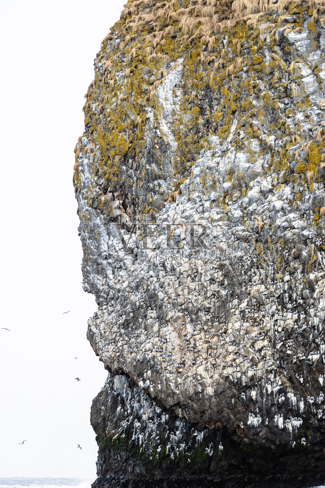 阿瓦恰的斯塔里奇科夫岛岩石上的海鸥栖息地照片摄影图片