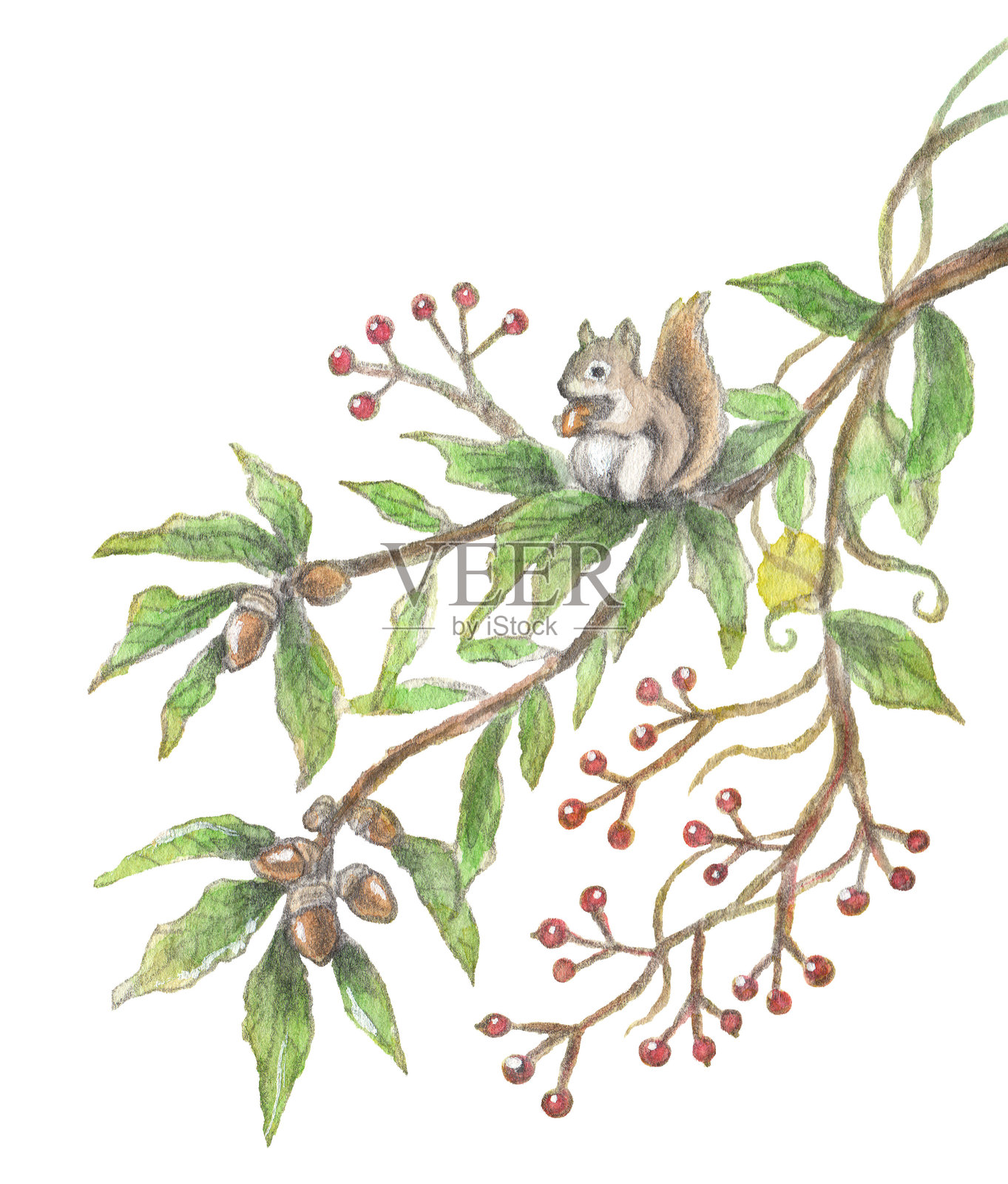 水彩画描绘了一棵橡树、一棵红浆果树和一只松鼠，采用传统手绘风格。插画图片素材