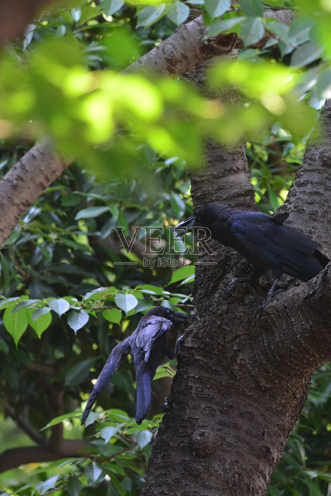 两只鸟的特写镜头照片摄影图片