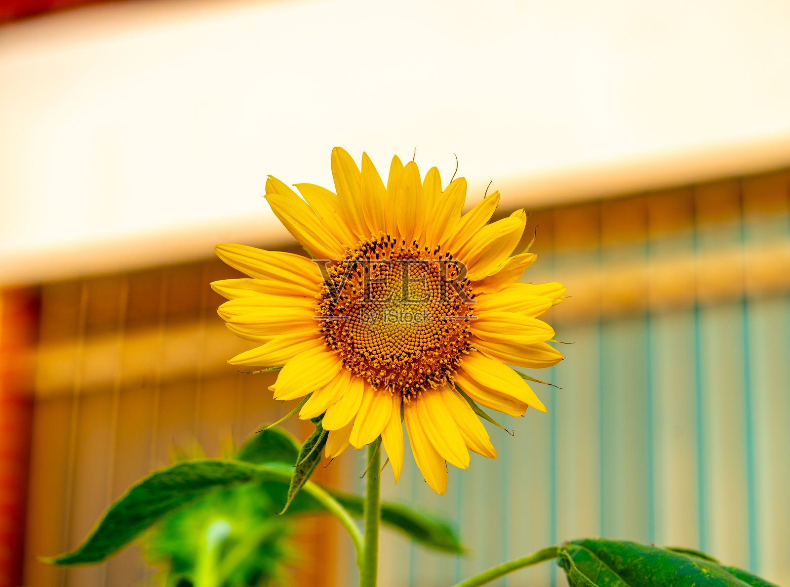 明亮的向日葵：向日葵特写。夏季。向日葵（Helianthus annuus）照片摄影图片