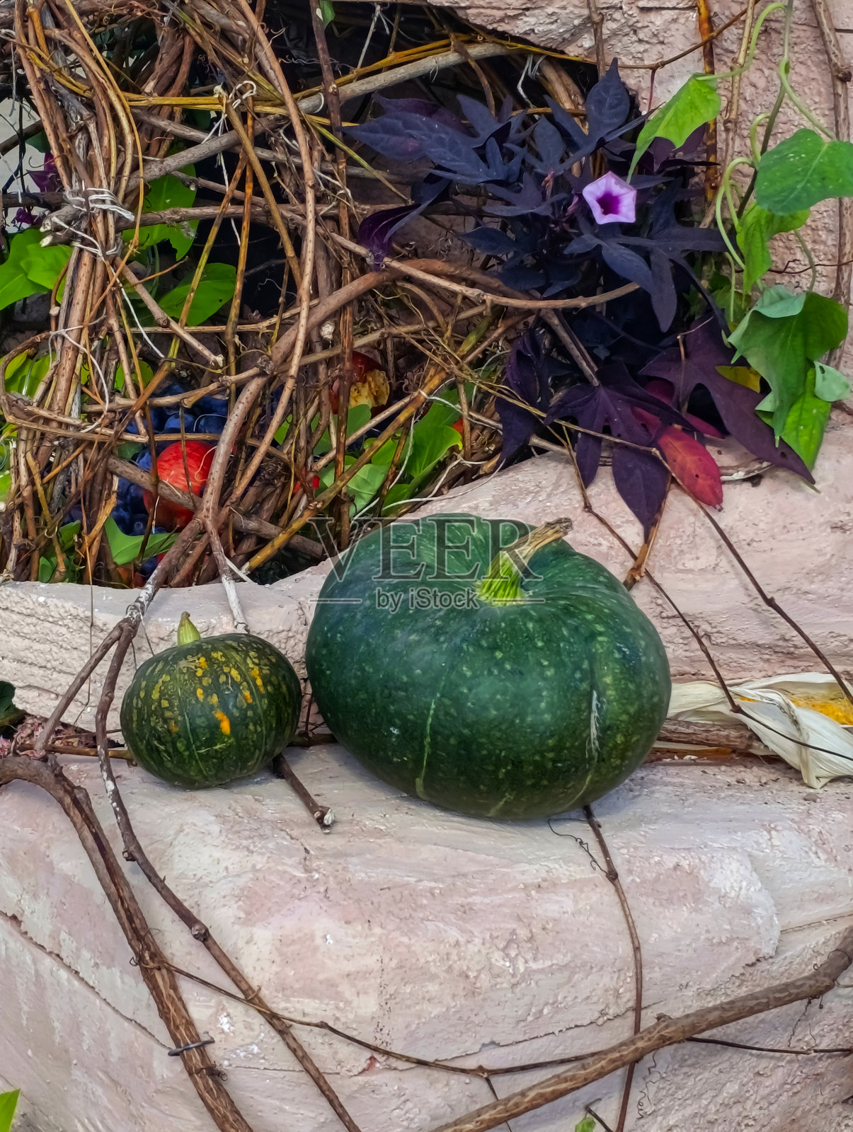 在灰色背景上，煮熟的大黄和绿色南瓜为万圣节准备。照片摄影图片