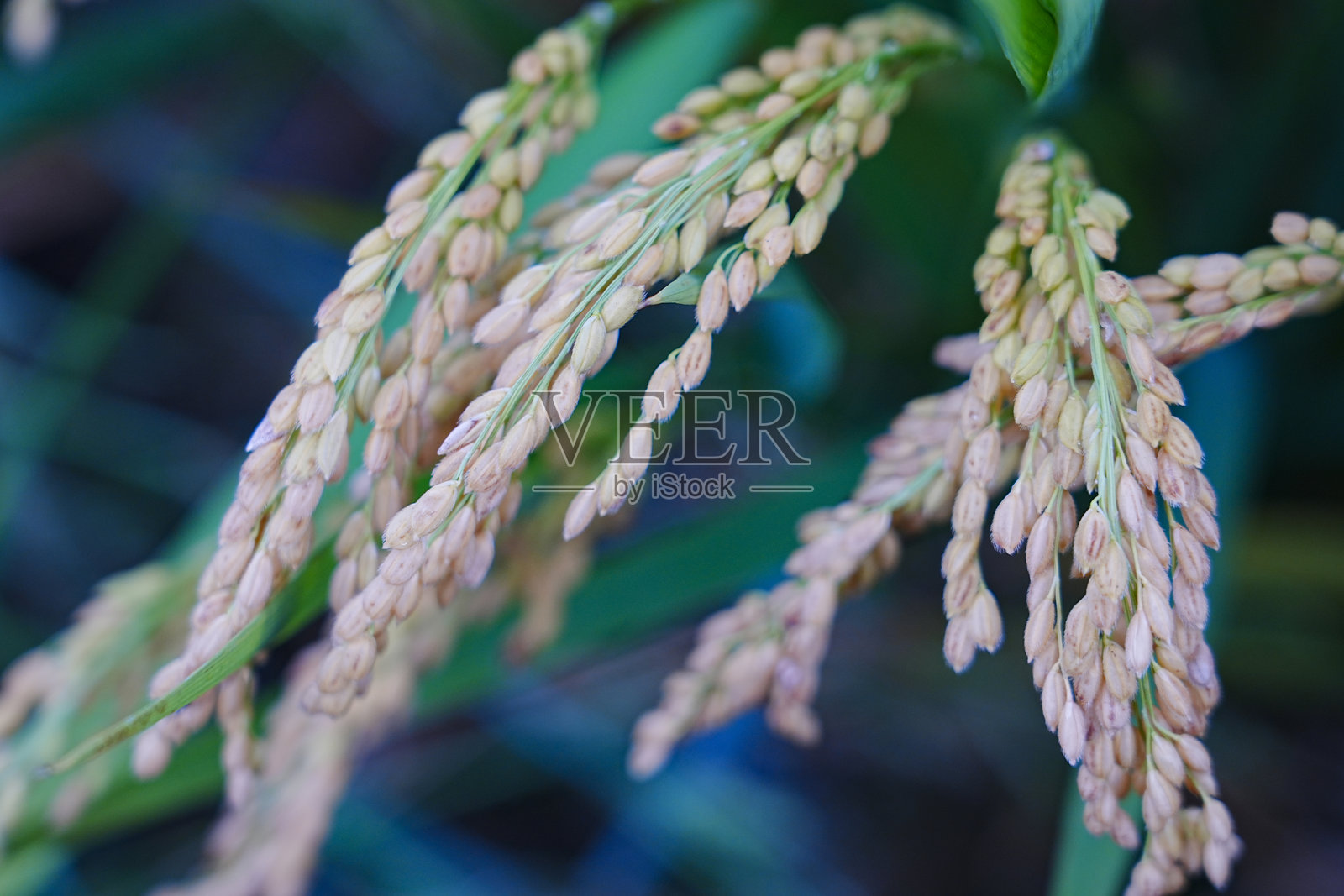 成熟的稻谷在田野中照片摄影图片