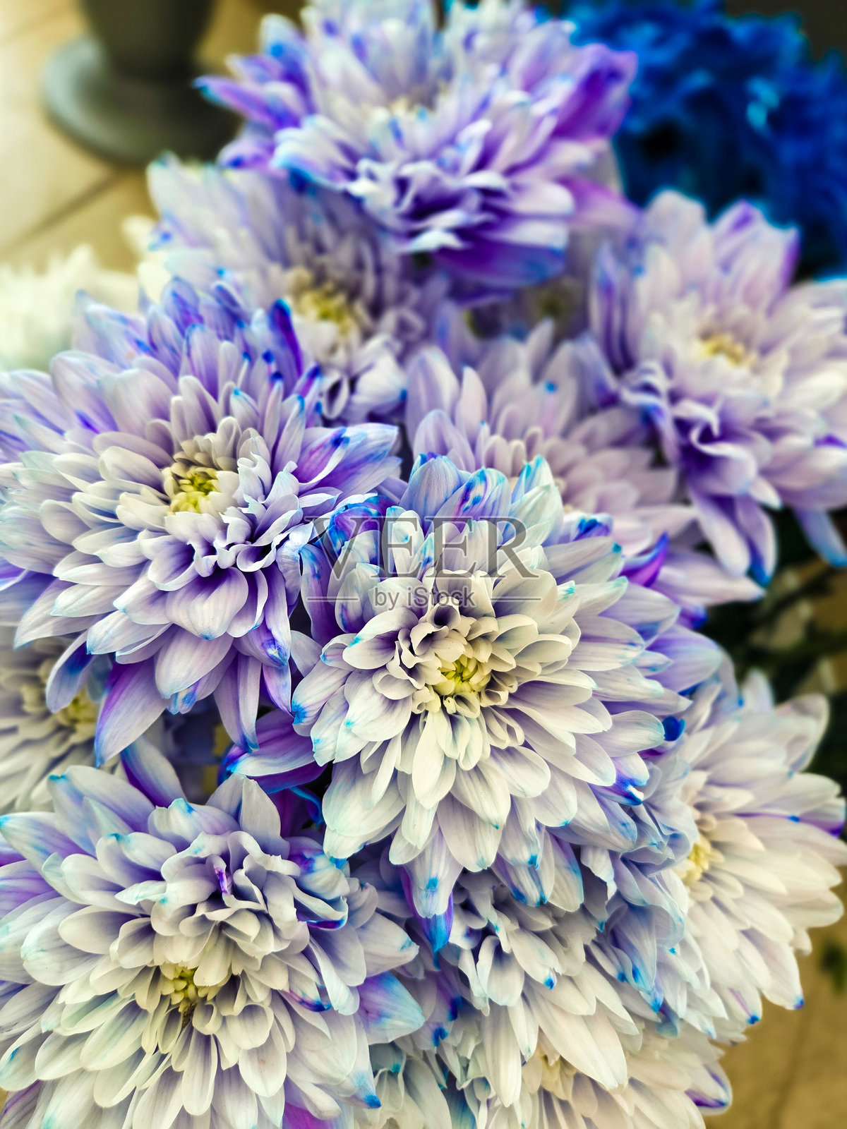 一张照片中的花朵与色彩照片摄影图片