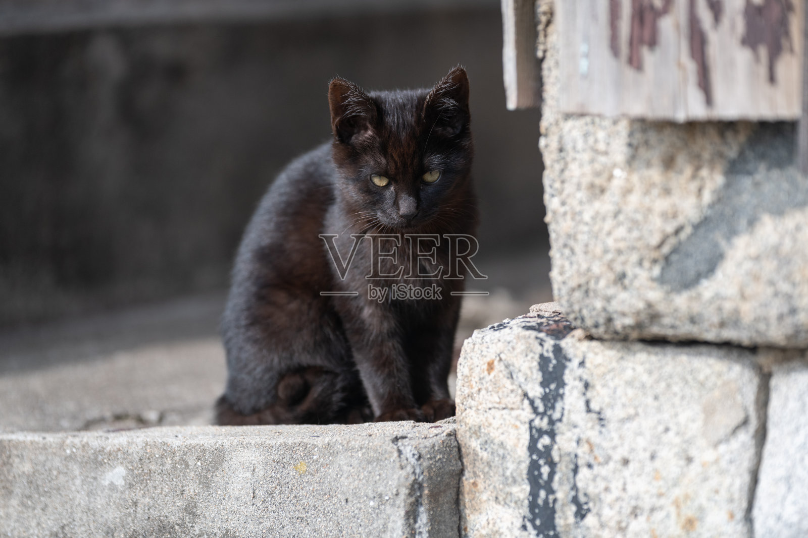 可爱的小猫坐着盯着看照片摄影图片